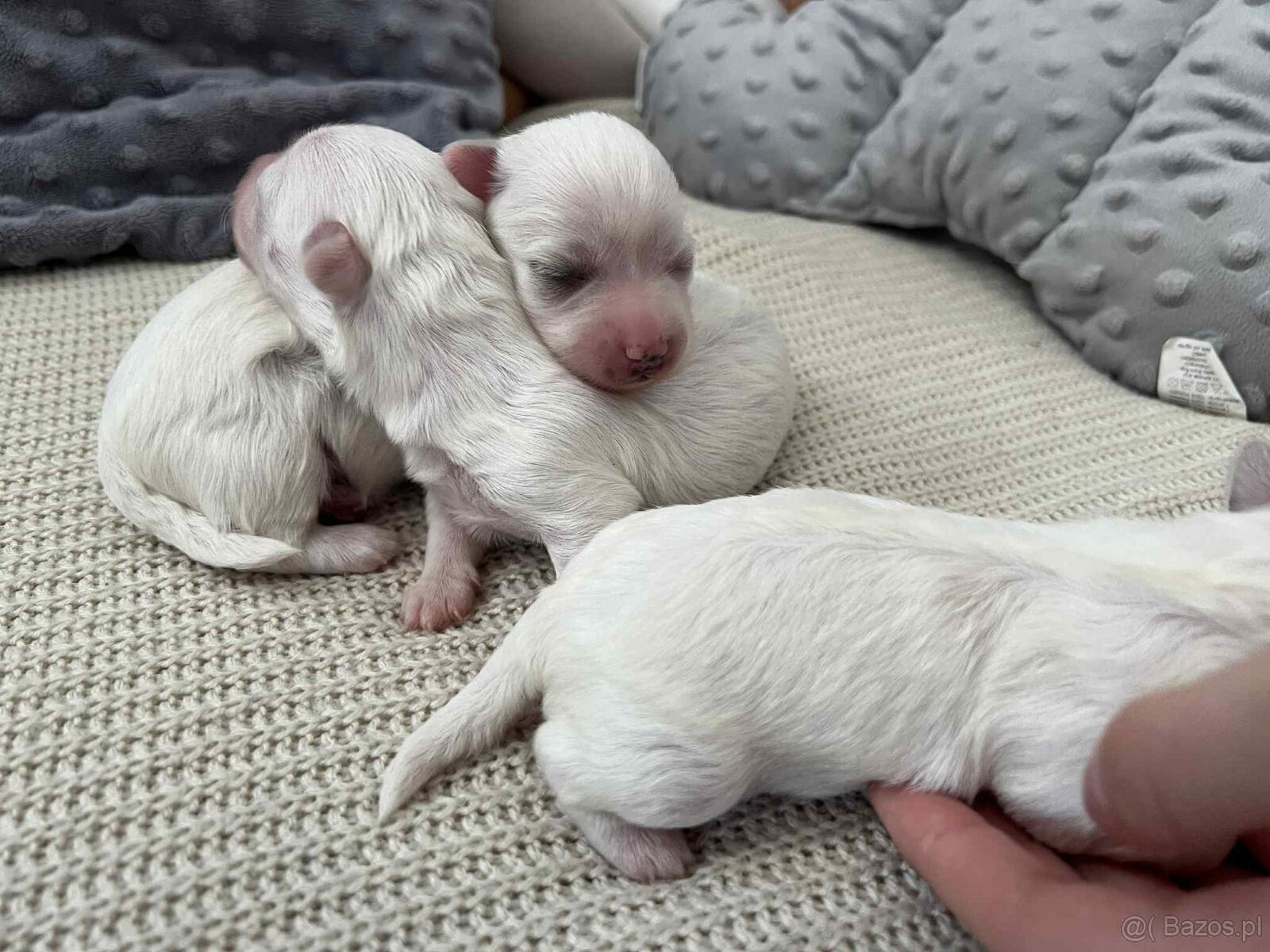 Maltańczyki z rodowodem - 5