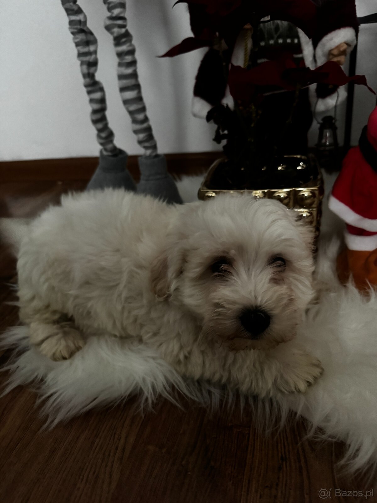 Szczeniaki – mix West Highland White - 5