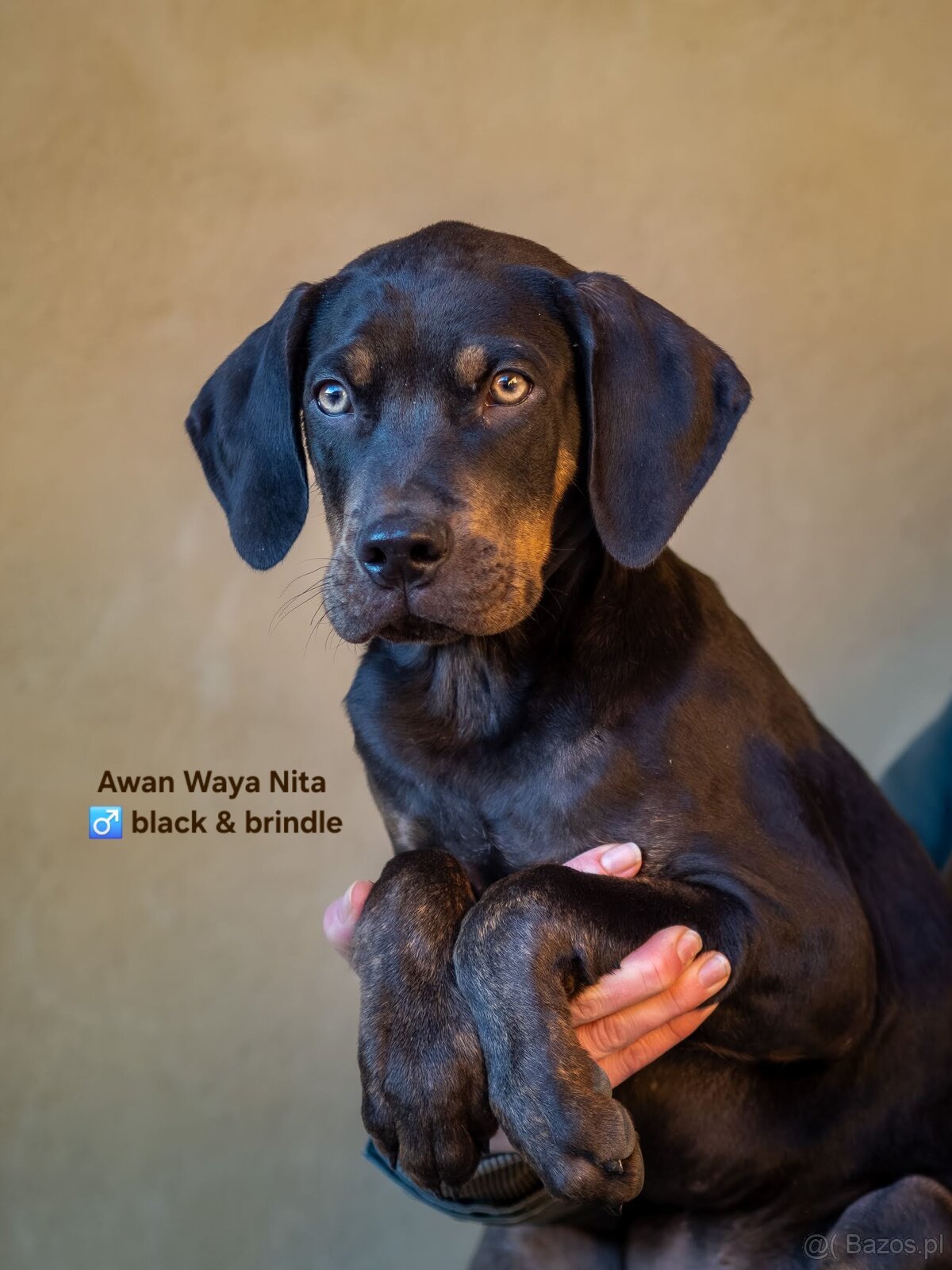 Catahoula Leopard Dog - 5