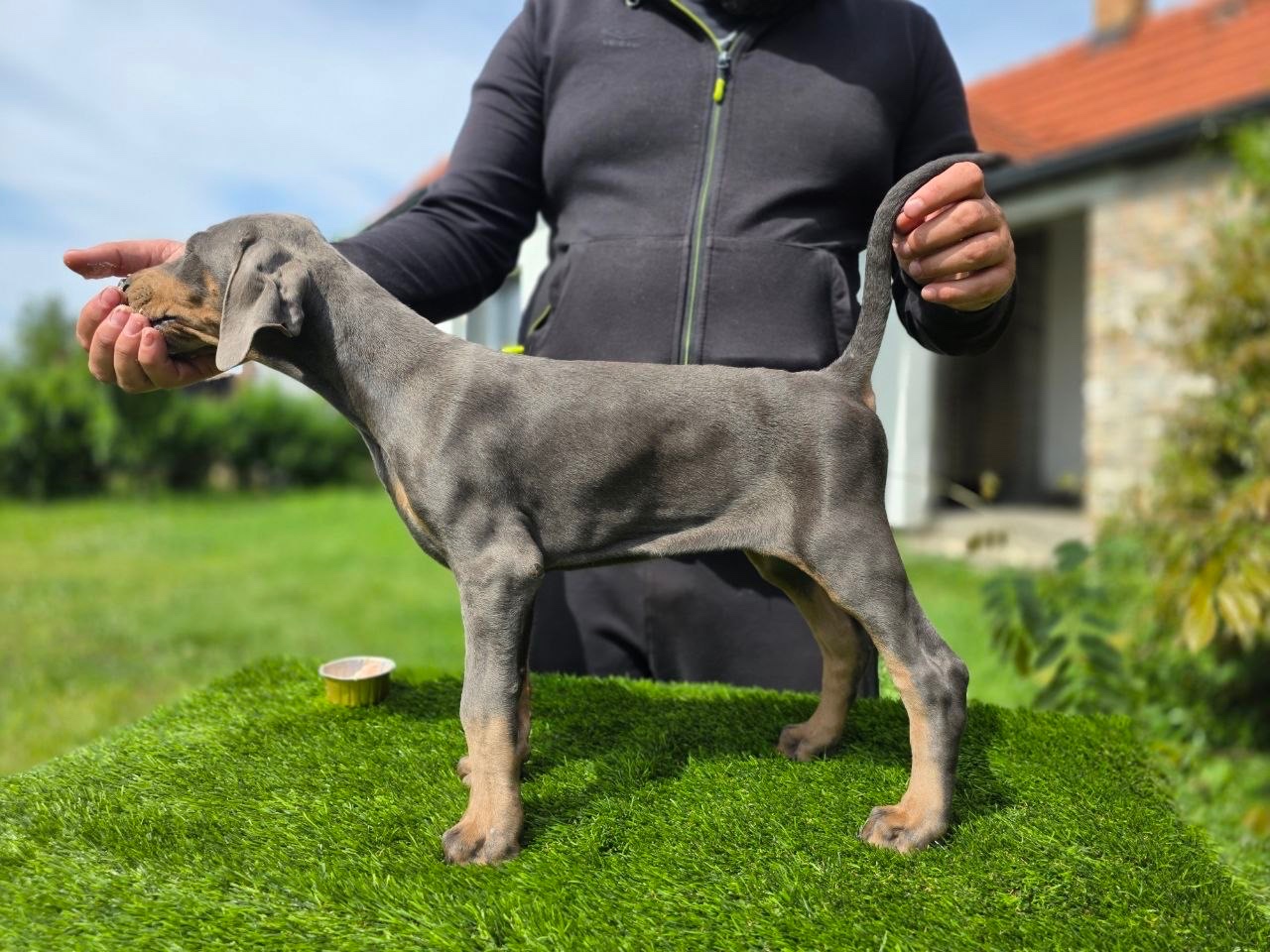 NIEBIESKIE KOPIOWANE SZCZENIĘTA DOBERMANA Z RODOWODEM FCI - 5