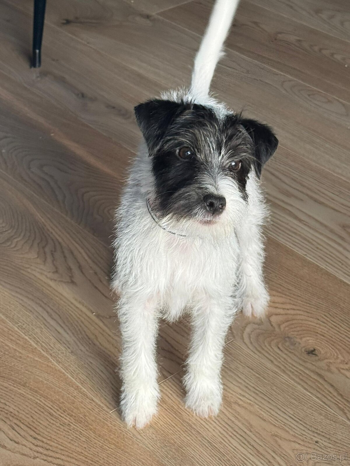 Parson Russell terrier piesek rodowodowy FCI - 5