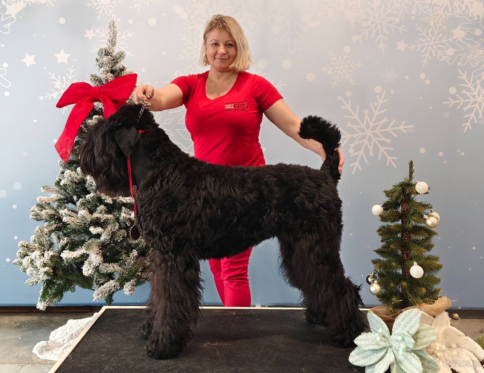 Czarny terier rosyjski - szczeniak - 5