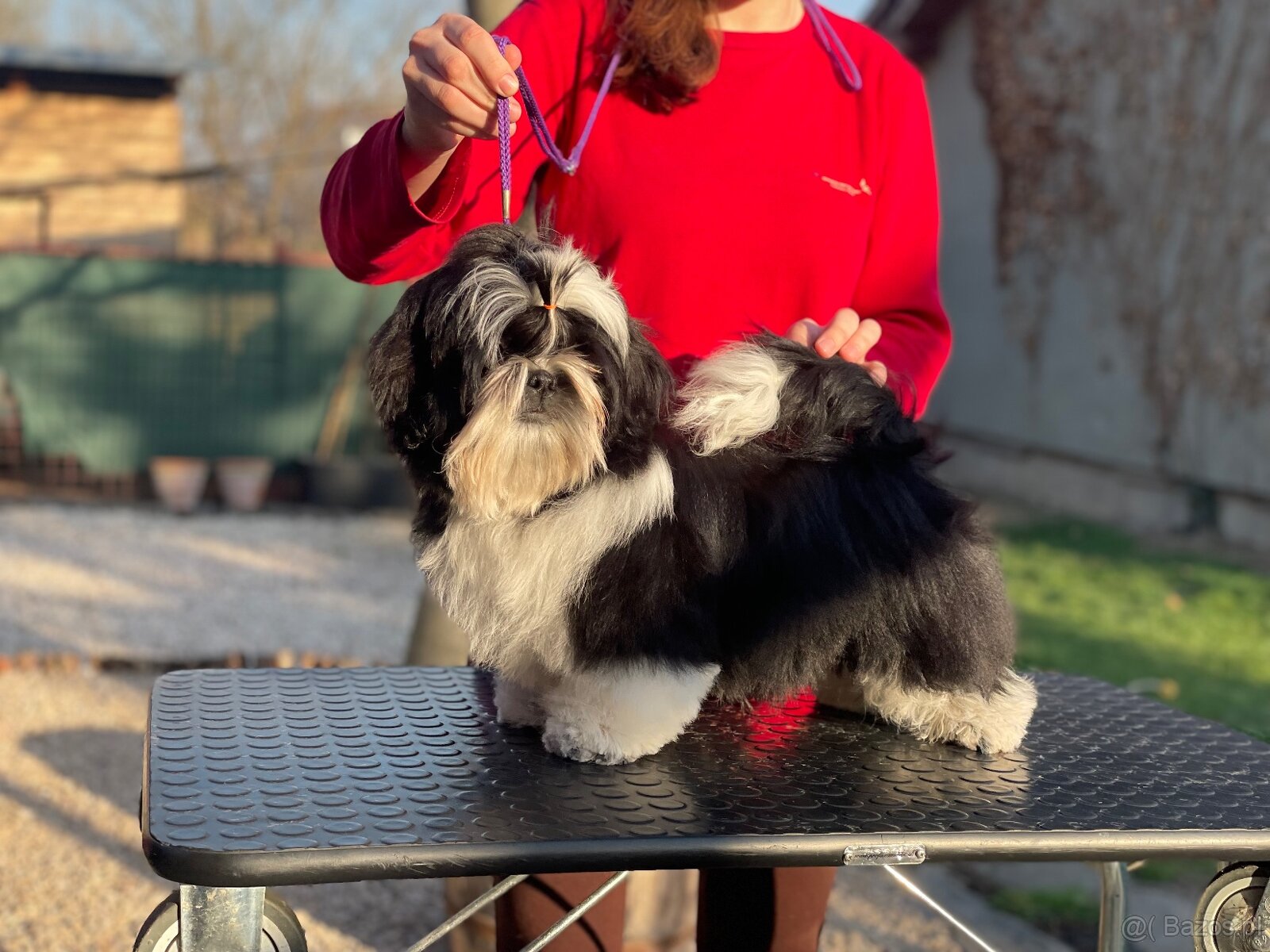 Shih Tzu PP ( shihtzu, sicu) - 5