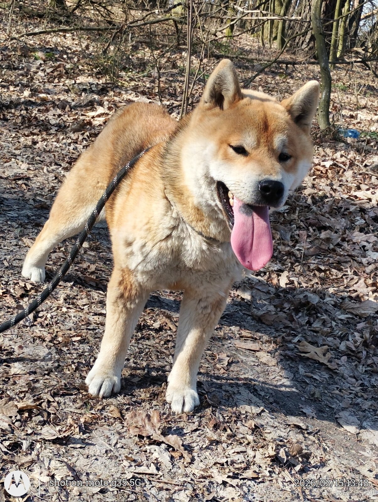 Shiba Inu - czerwony, roczny samczyk - 5