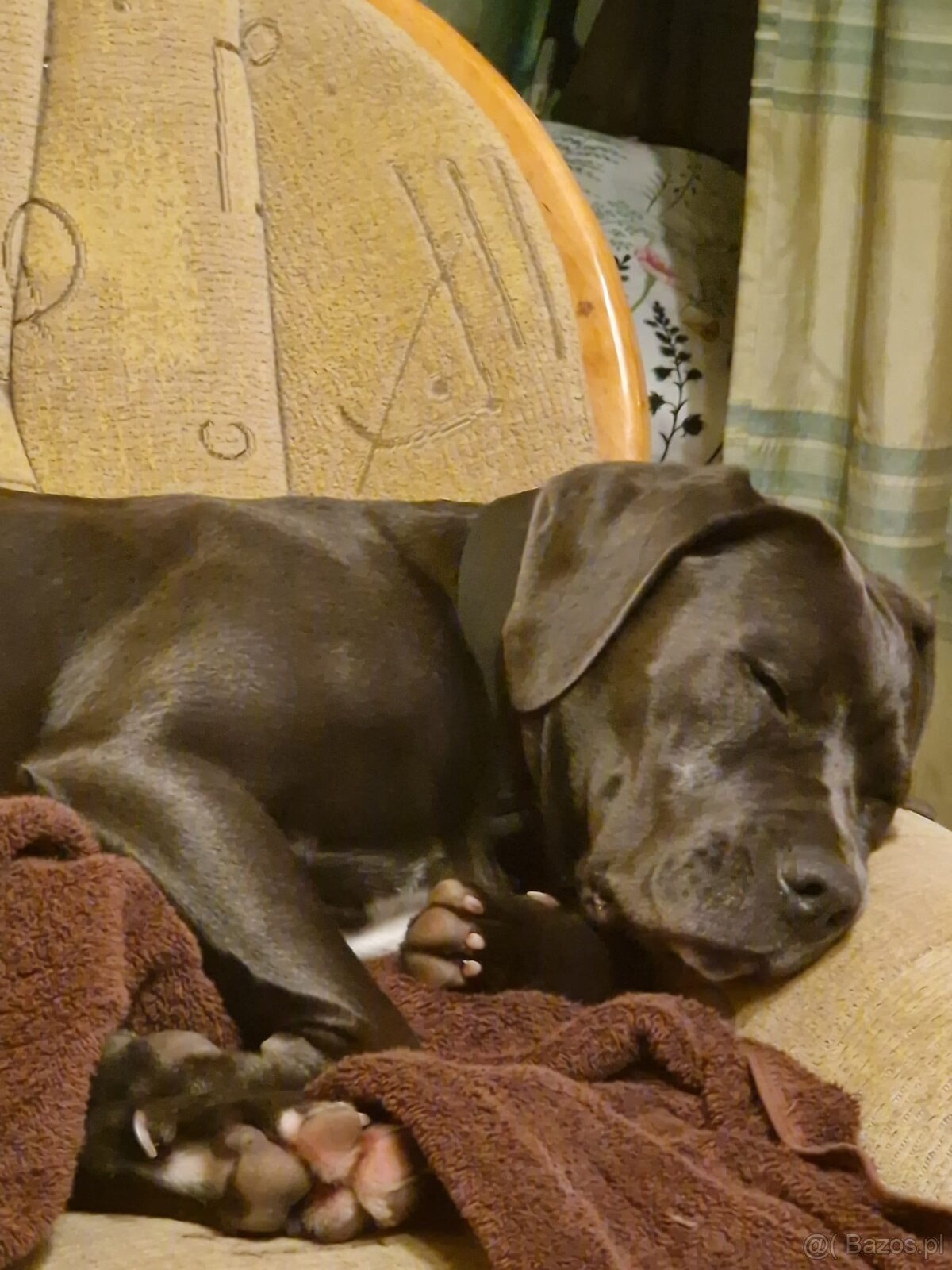 Cane Corso suka 14 miesięcy - 5