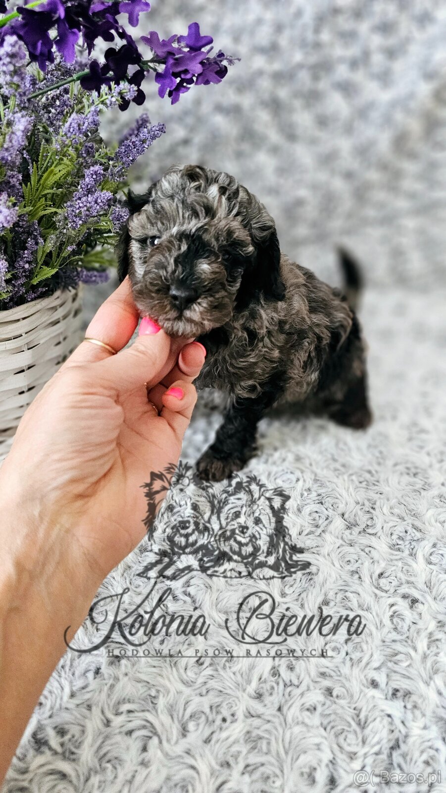 Pudel Toy/Miniaturowy Badania Genetyczne Paszport - 5
