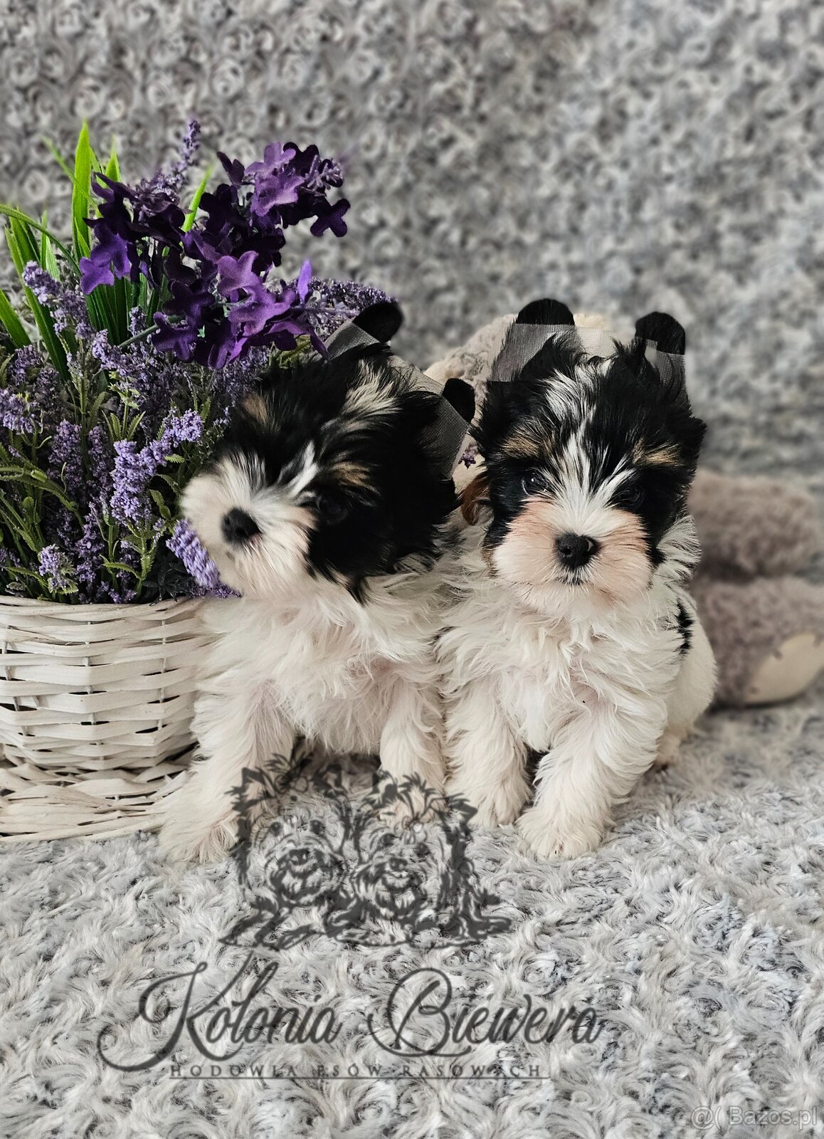 Yorkshire Terrier Biewer (TRICOLOR) piesek PASZPORT - 5