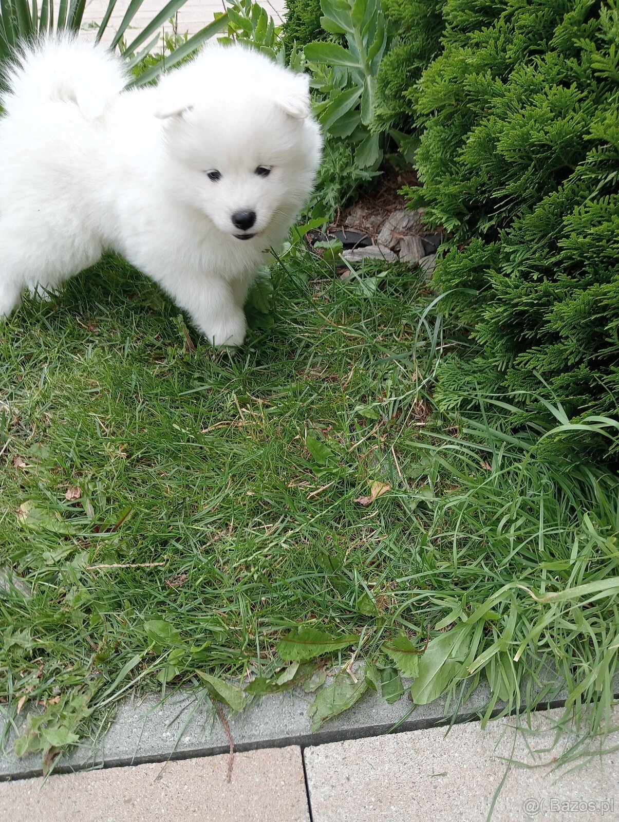Samoyed szczenięta - 5