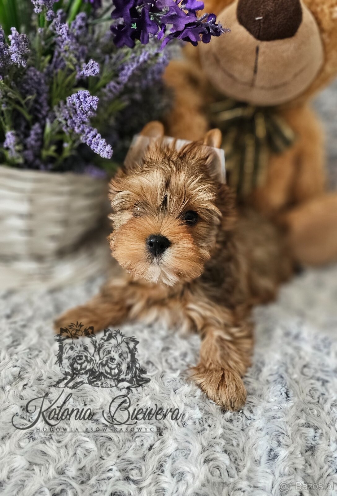 Yorkshire Terrier Ocean Pearl piesek PASZPORT - 5