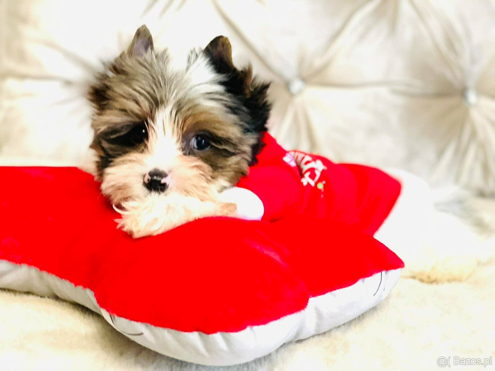 York Mikołaj z Bajki - do Kochania. Cudak. - 5