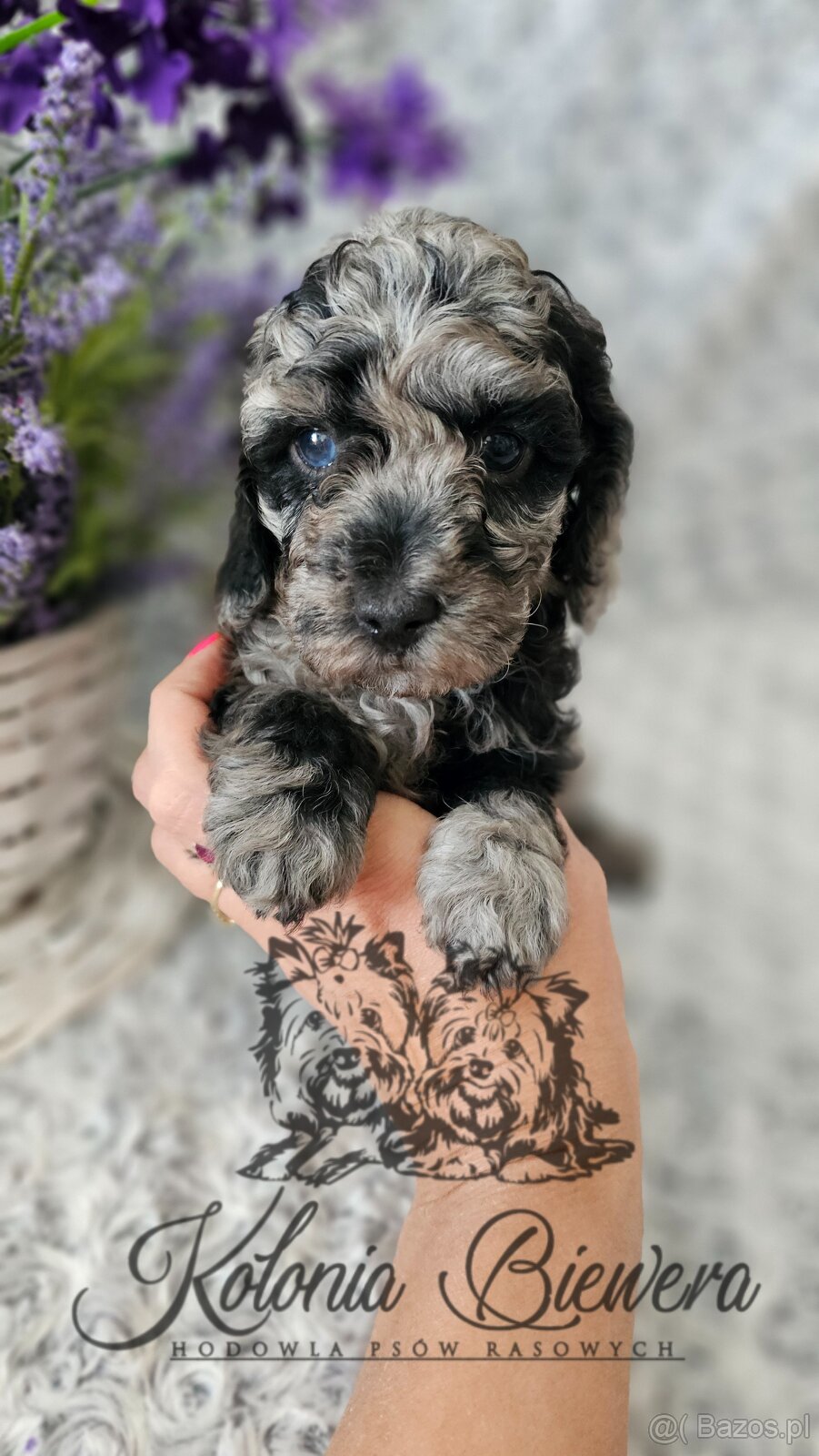 Pudel Toy/Miniaturowy Blue Merle adania Genetyczne Paszport - 5