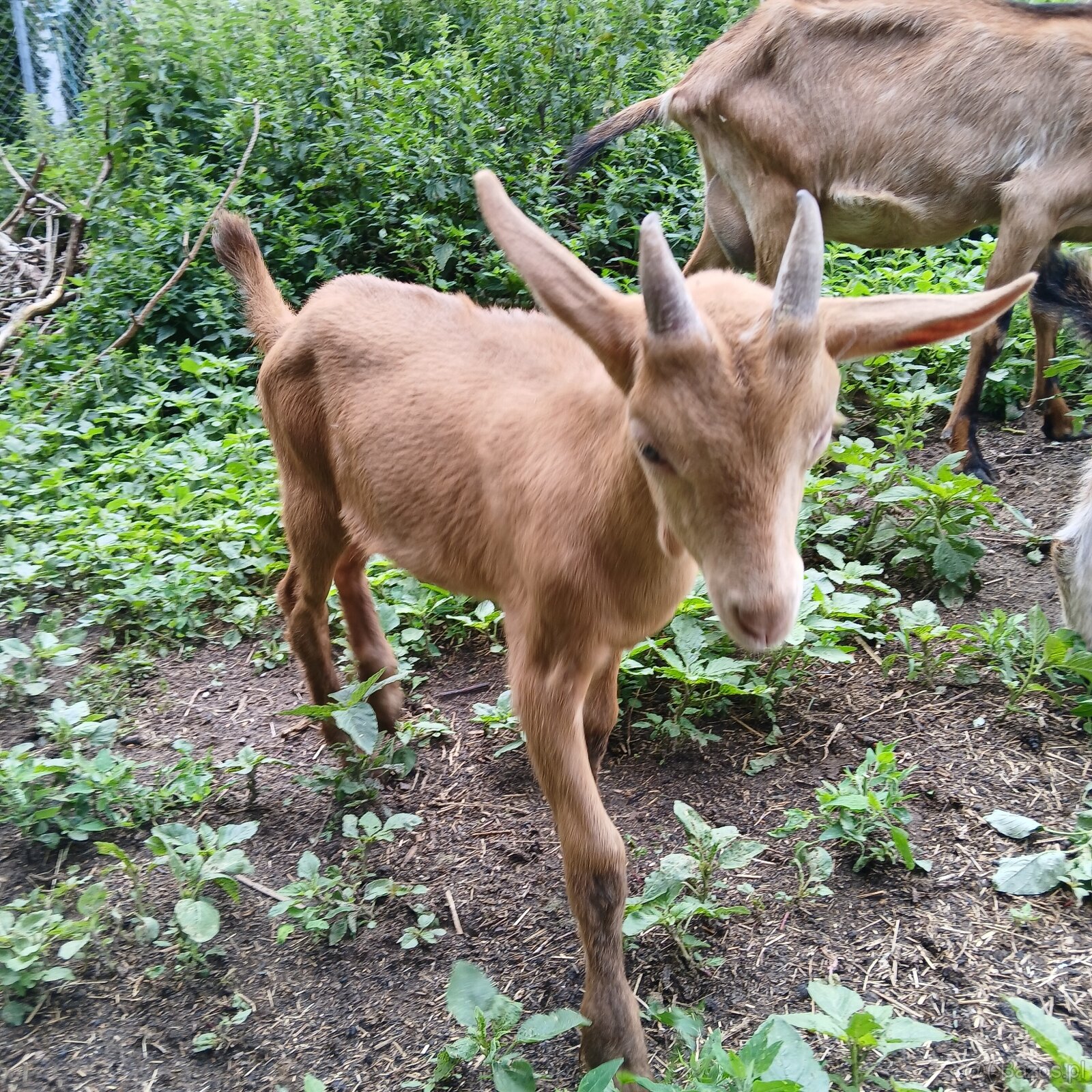 Piękny koziołek i kòzka z dobrej kontrolowanej hodowli. - 5