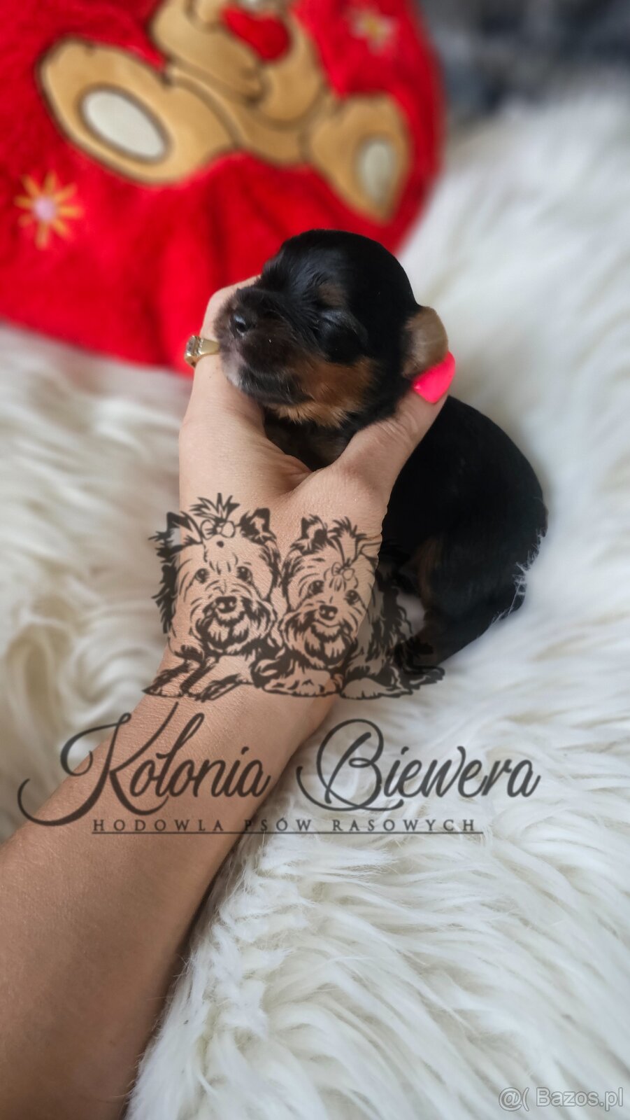Yorkshire Terrier Czarno-złoty pessiei sunia PASZPORT - 5