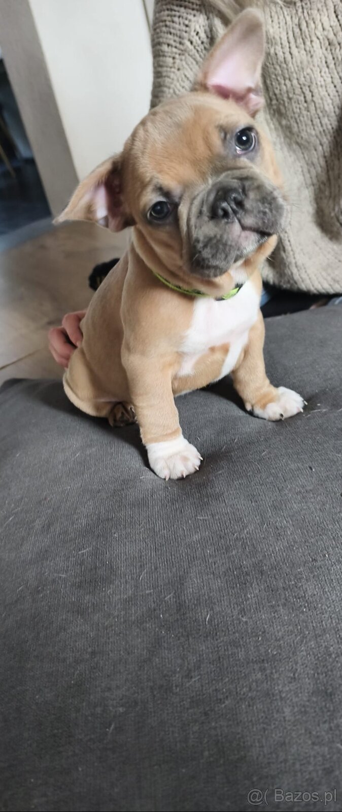Buldogi francuskie - 5