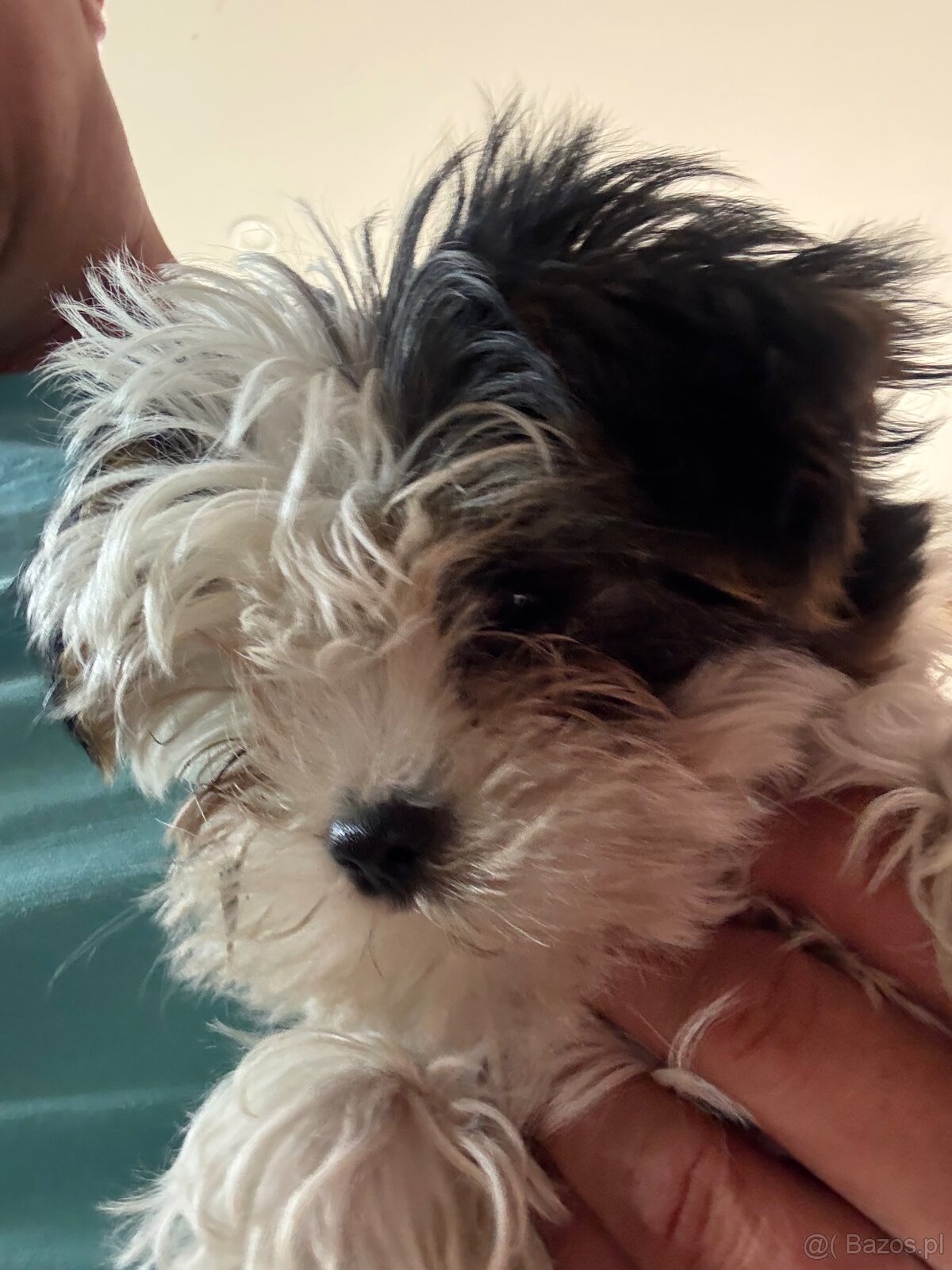 York terier średni - 5