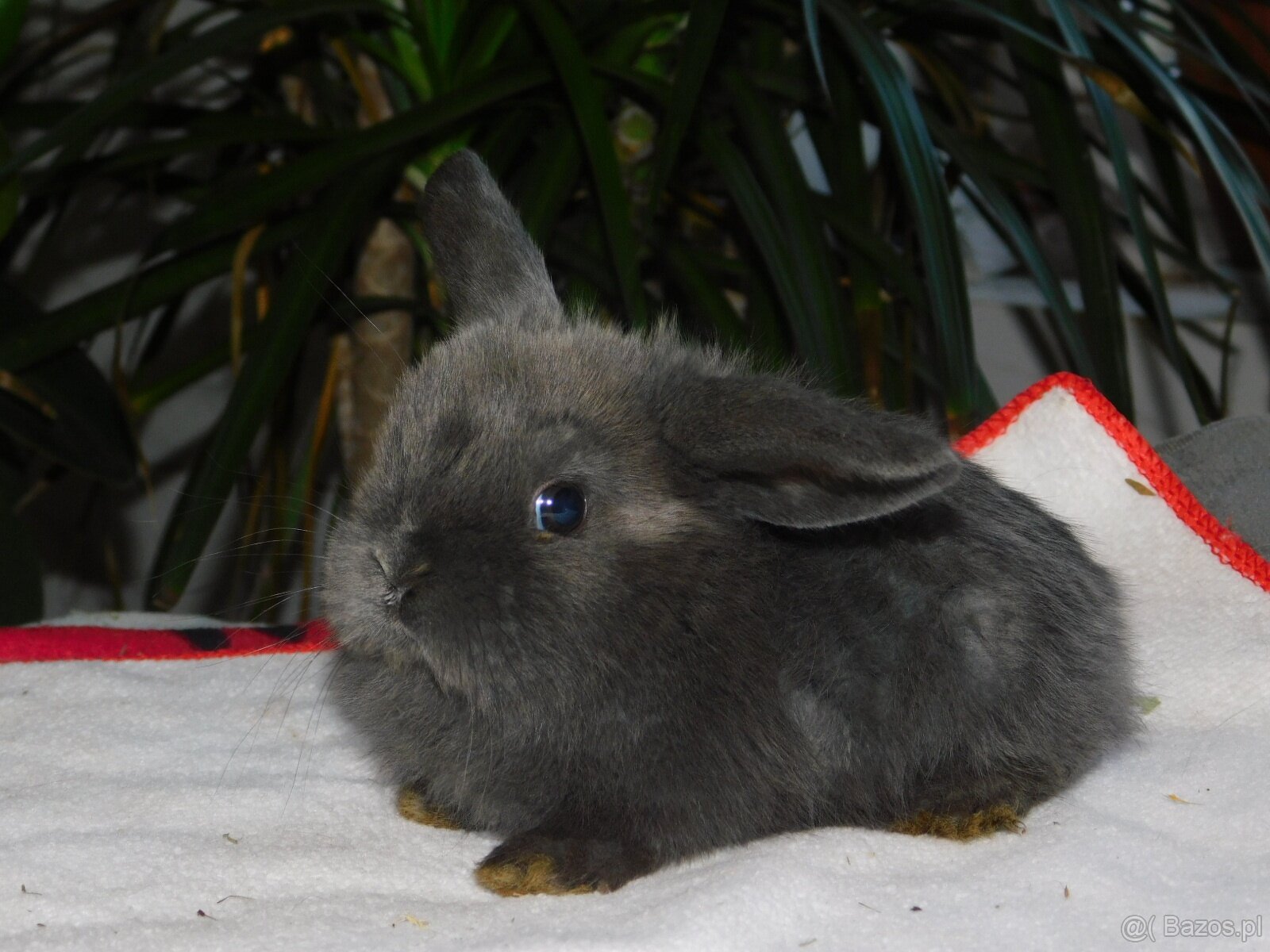 Cudne baranki niebieskie mini lop - 5