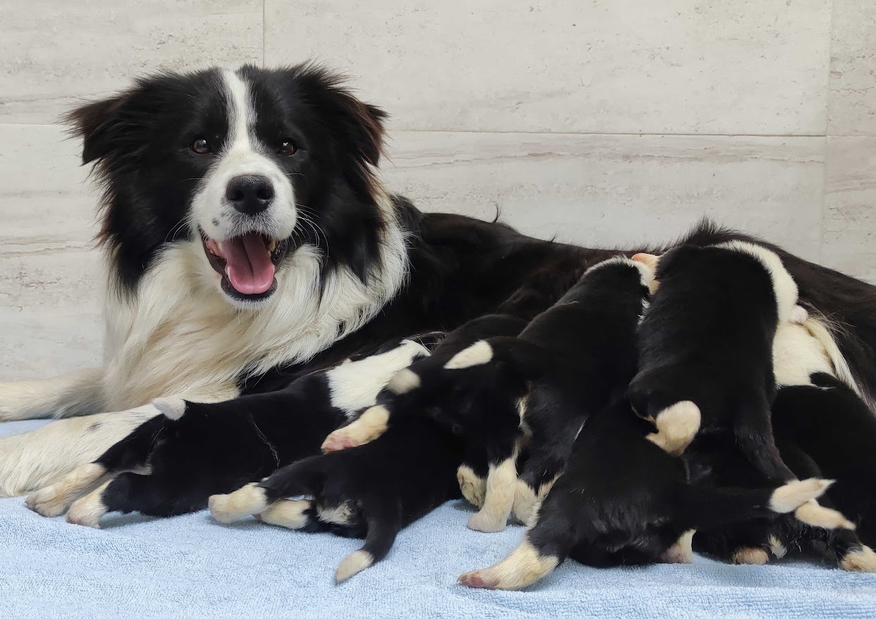 Cudowny Border Collie blue merle, pies z hodowli, pełna dok. - 5