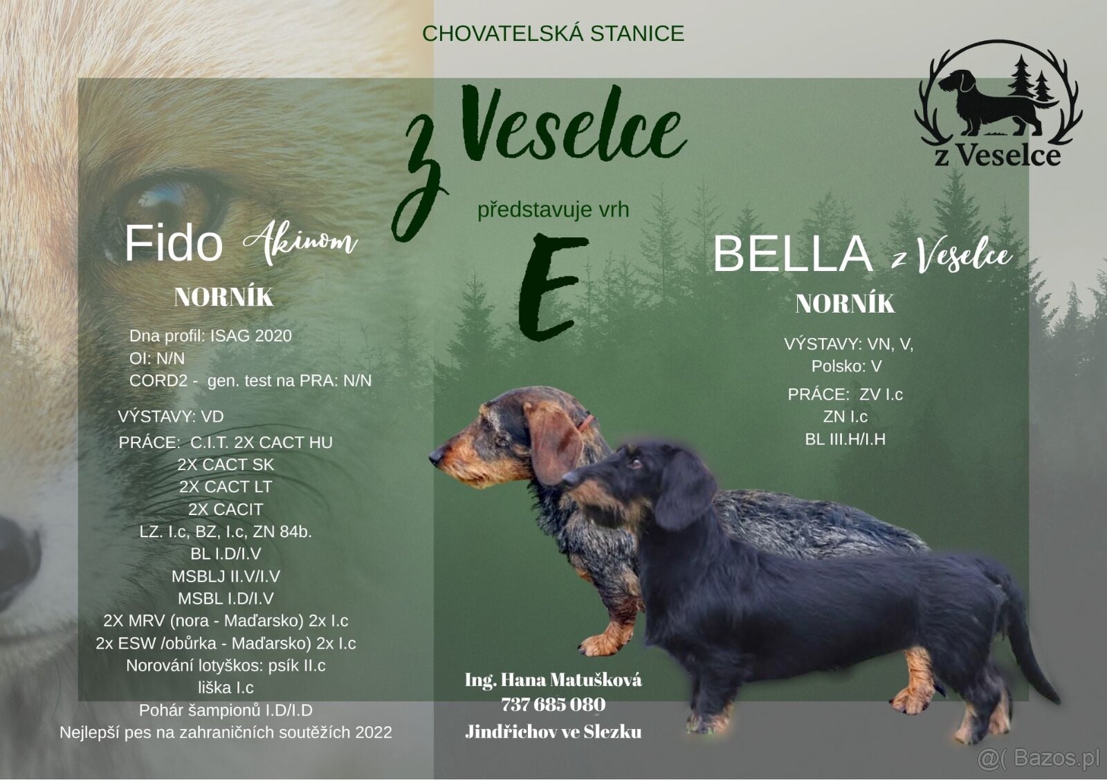 Jamnik standardowy szorstkowłosy s PP - 5