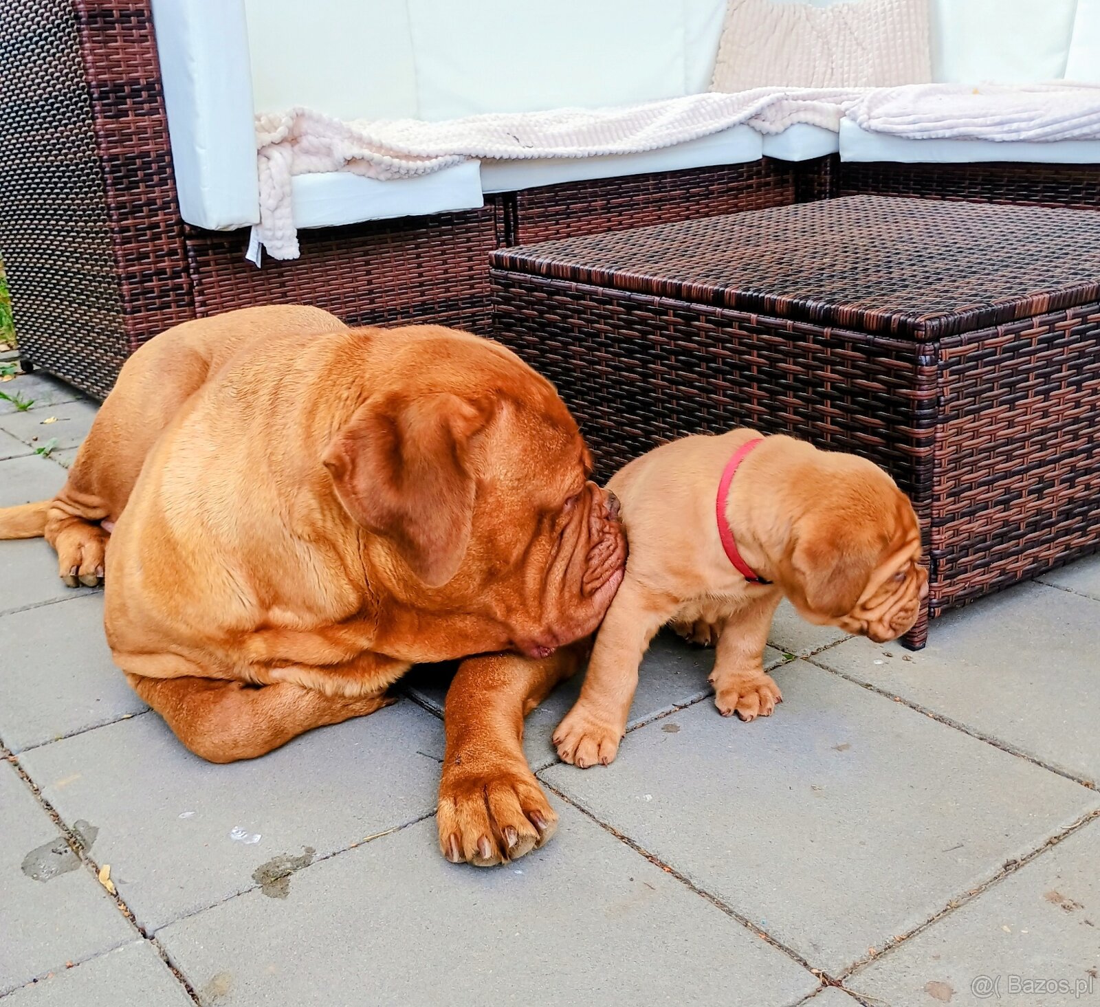 Štěňata bordeauxské dogy s PP - 5