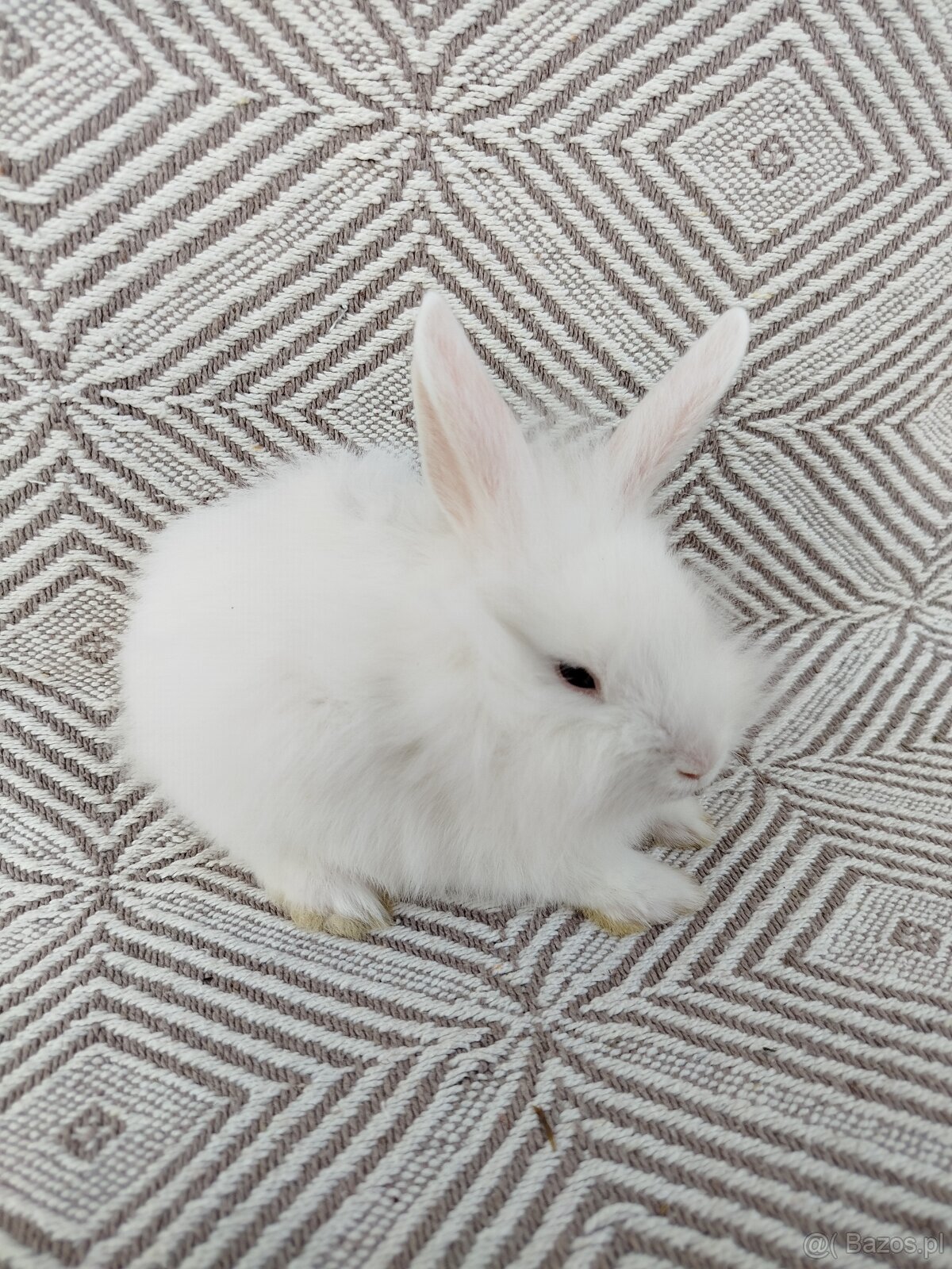 Małe króliki miniaturki - 5