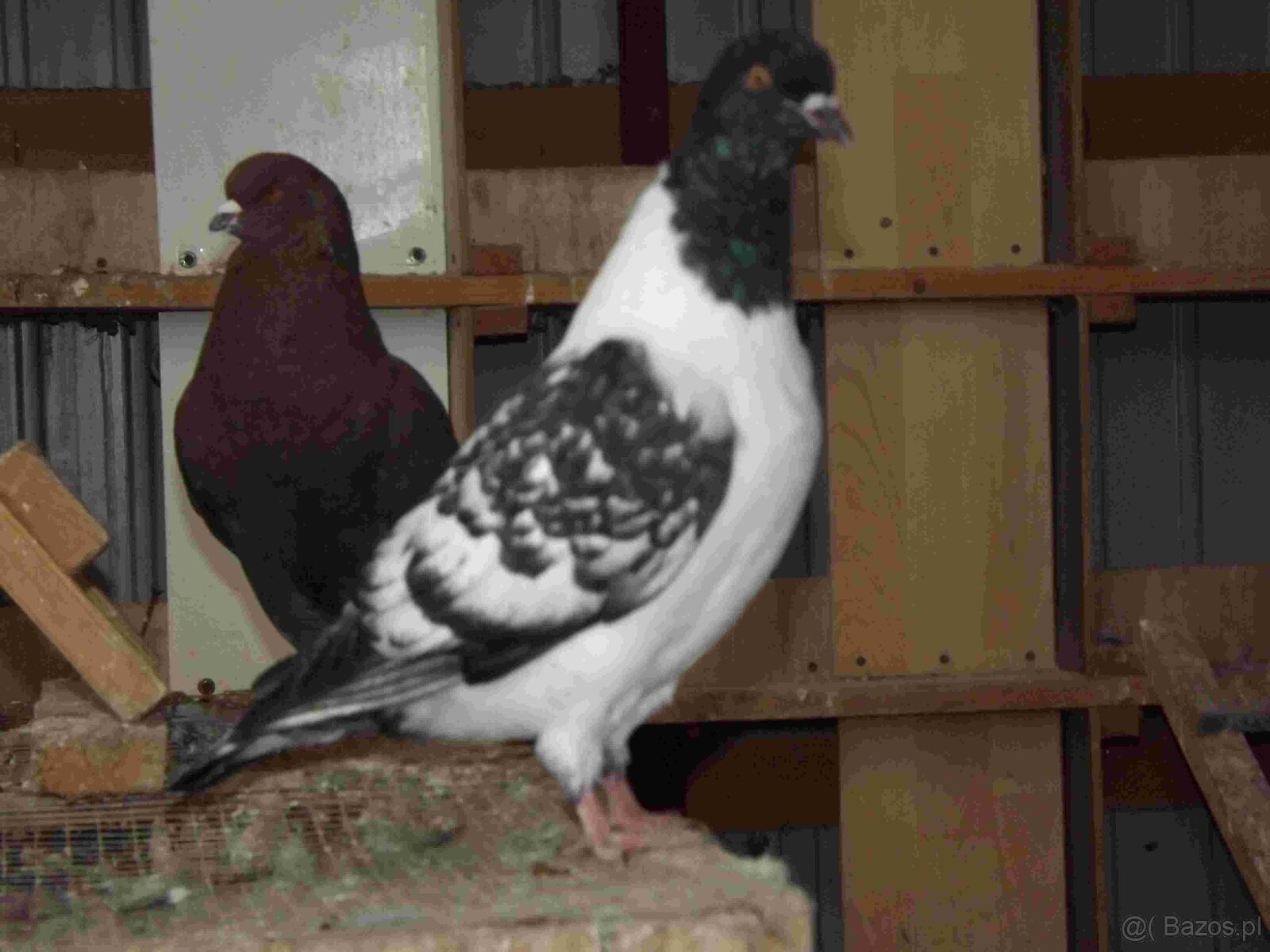 sprzedam gołębie - 5