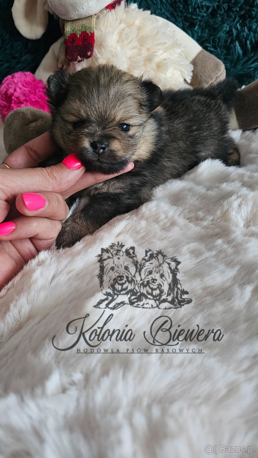 Szpic Miniaturowy/pomeranian PASZPORT - 5
