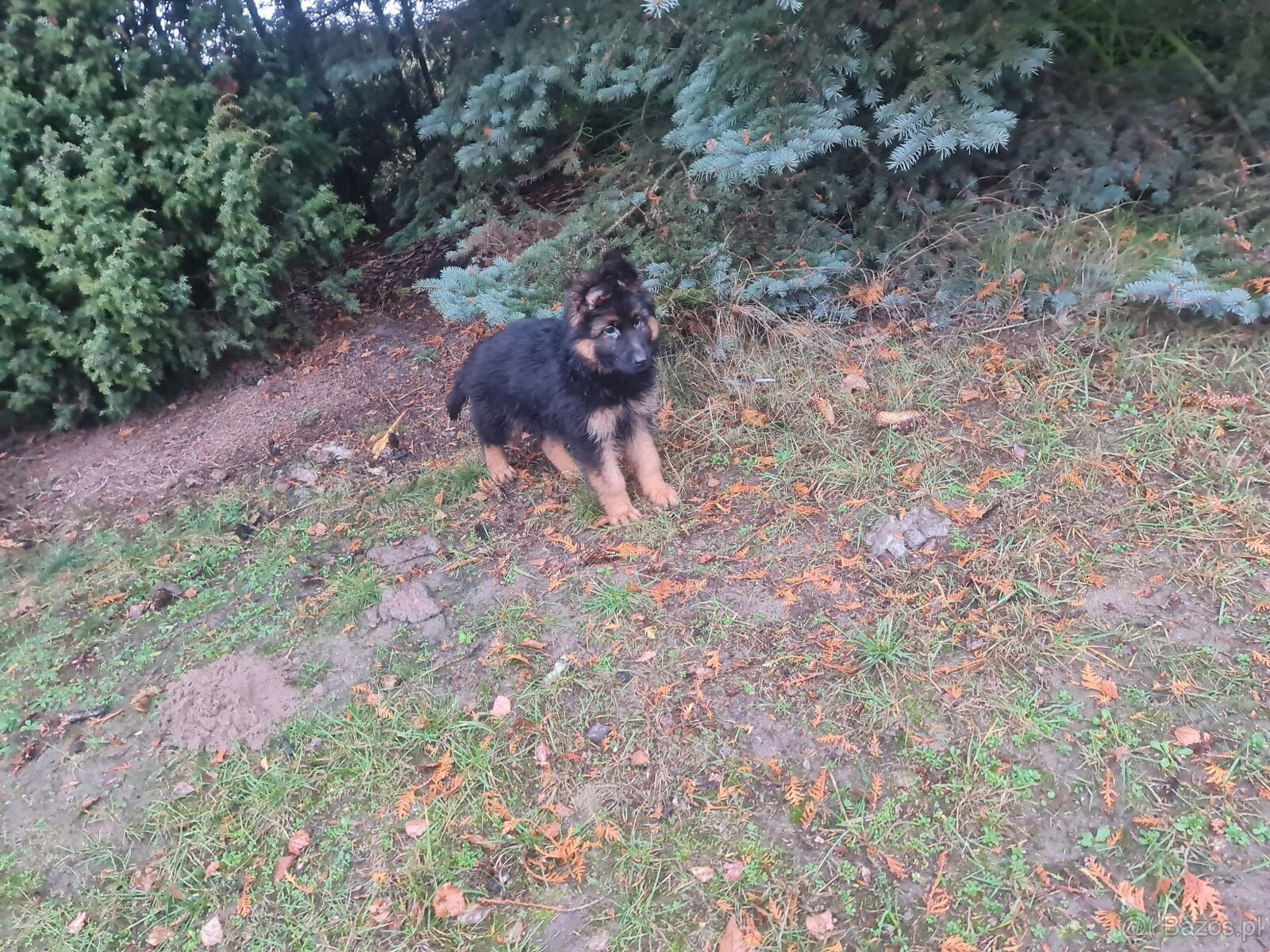 SZCZENIAK Owczarek niemiecki - 5