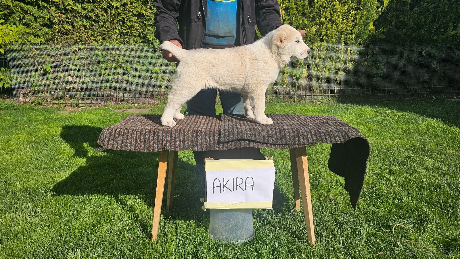 Owczarek środkowoazjatycki – szczenięta z rodowodem - 5