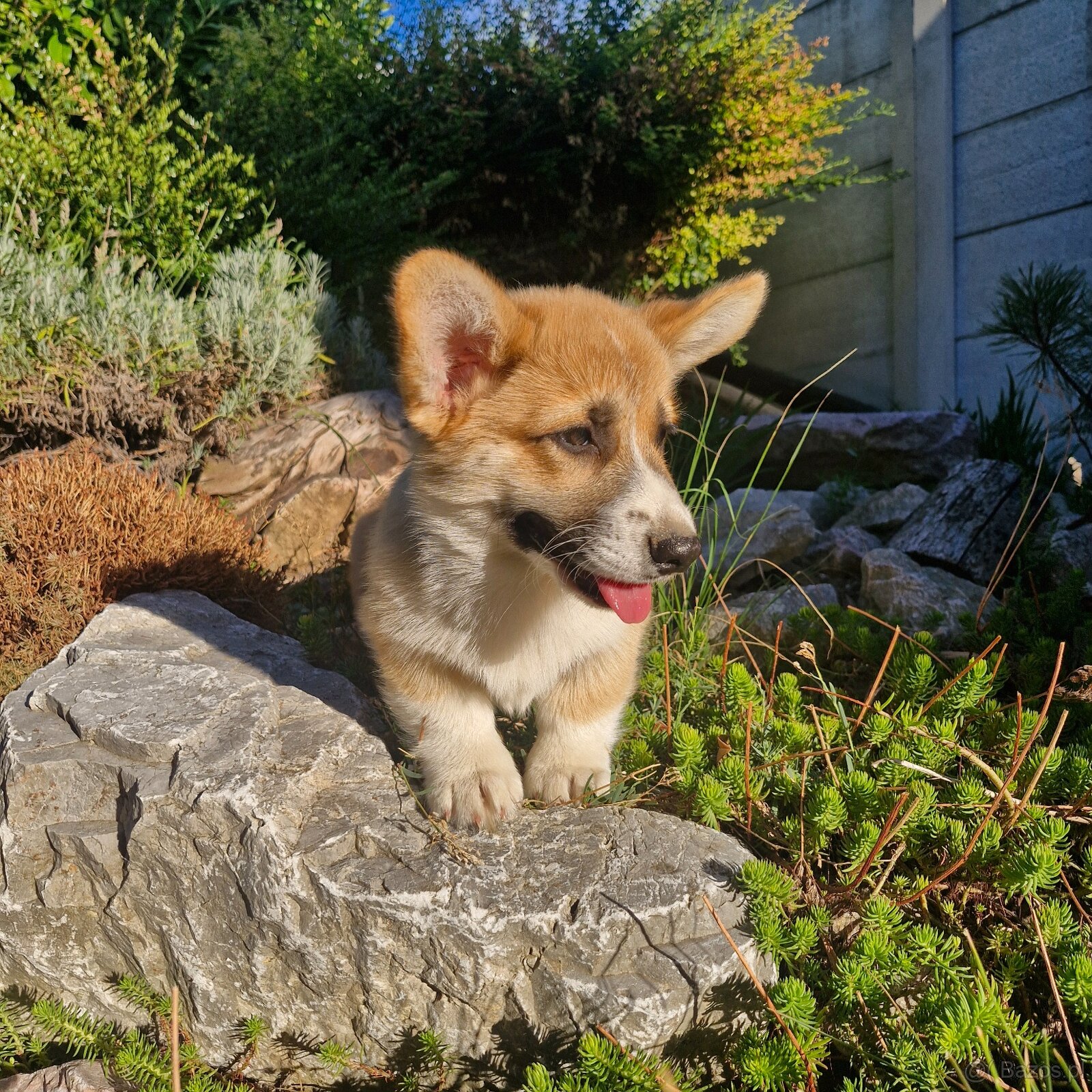 Welsh Corgi Pembroke s pp - 5