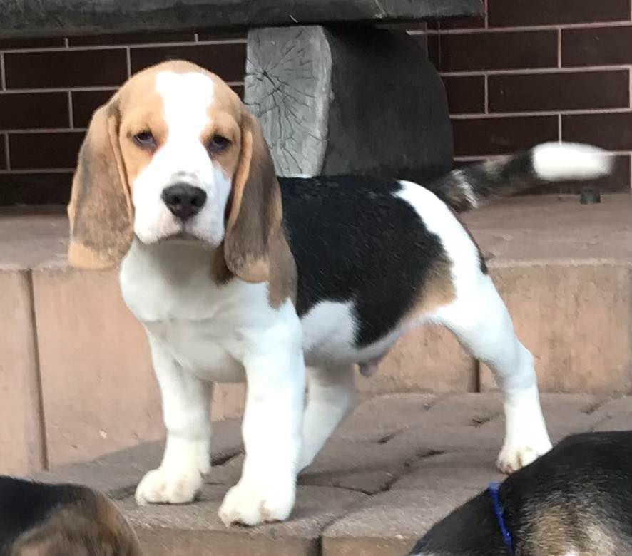 Beagle / Bigle - szczenięta rodowód ZKwP / FCI po Champion. - 5