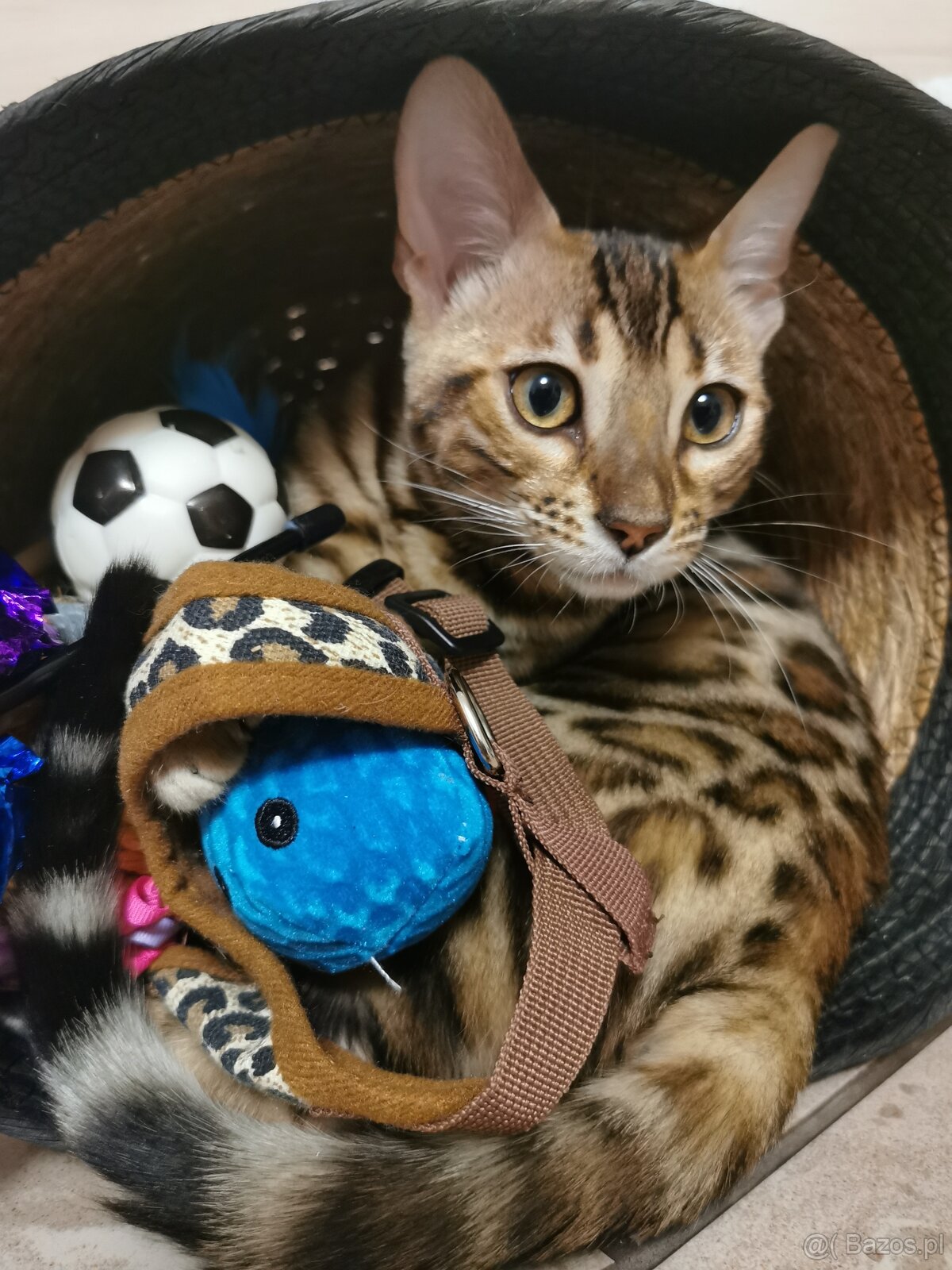 Rodowodowa kotka Bengalska - 5