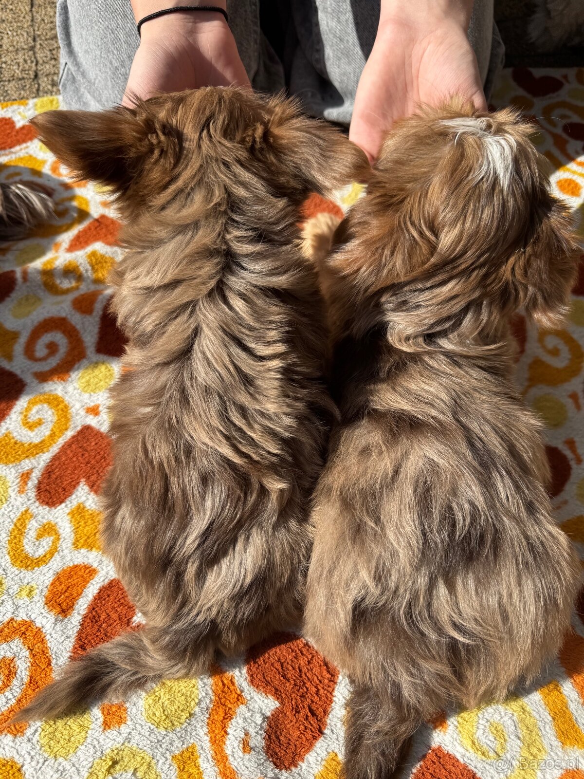 York Yorkshire Terrier - 5