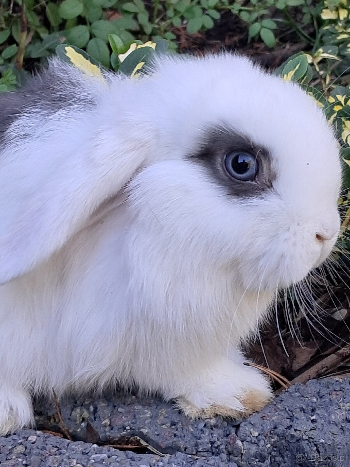 Białe baranki mini lop - 5