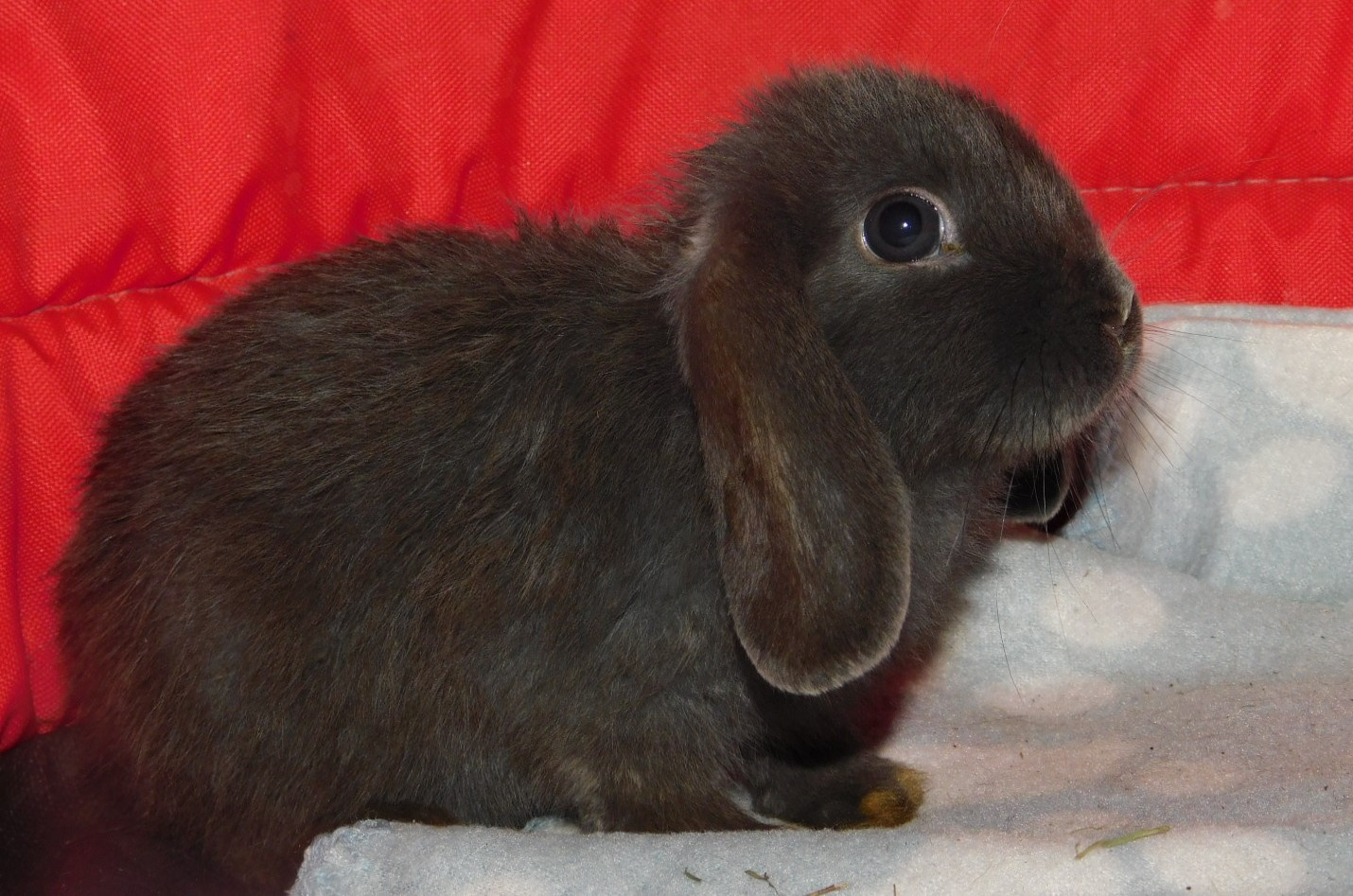 Piękne baranki mini lop - 5