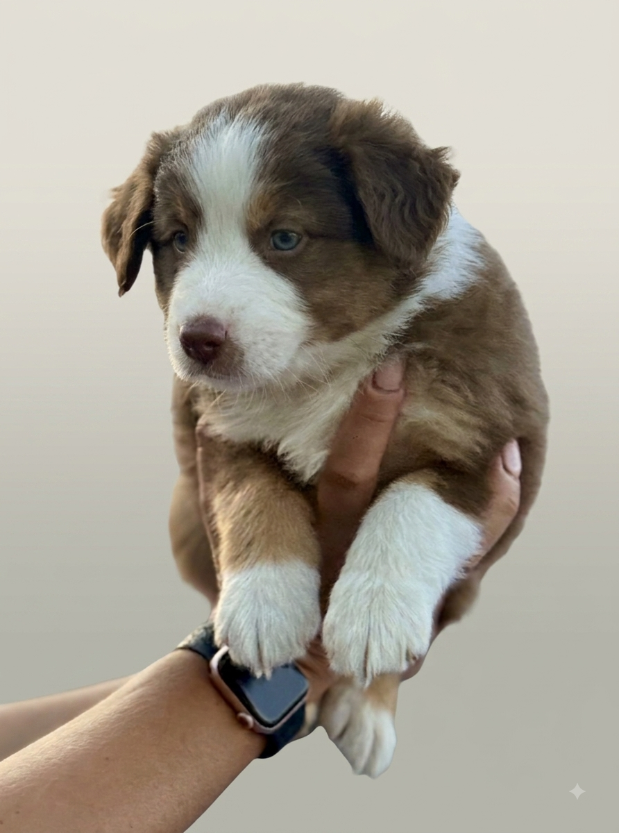 Miniaturowy owczarek amerykański 🐾 - 5