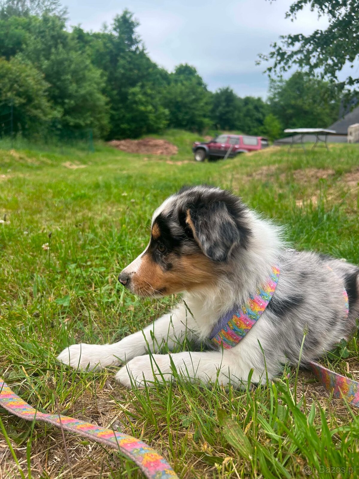 Border collie - 5