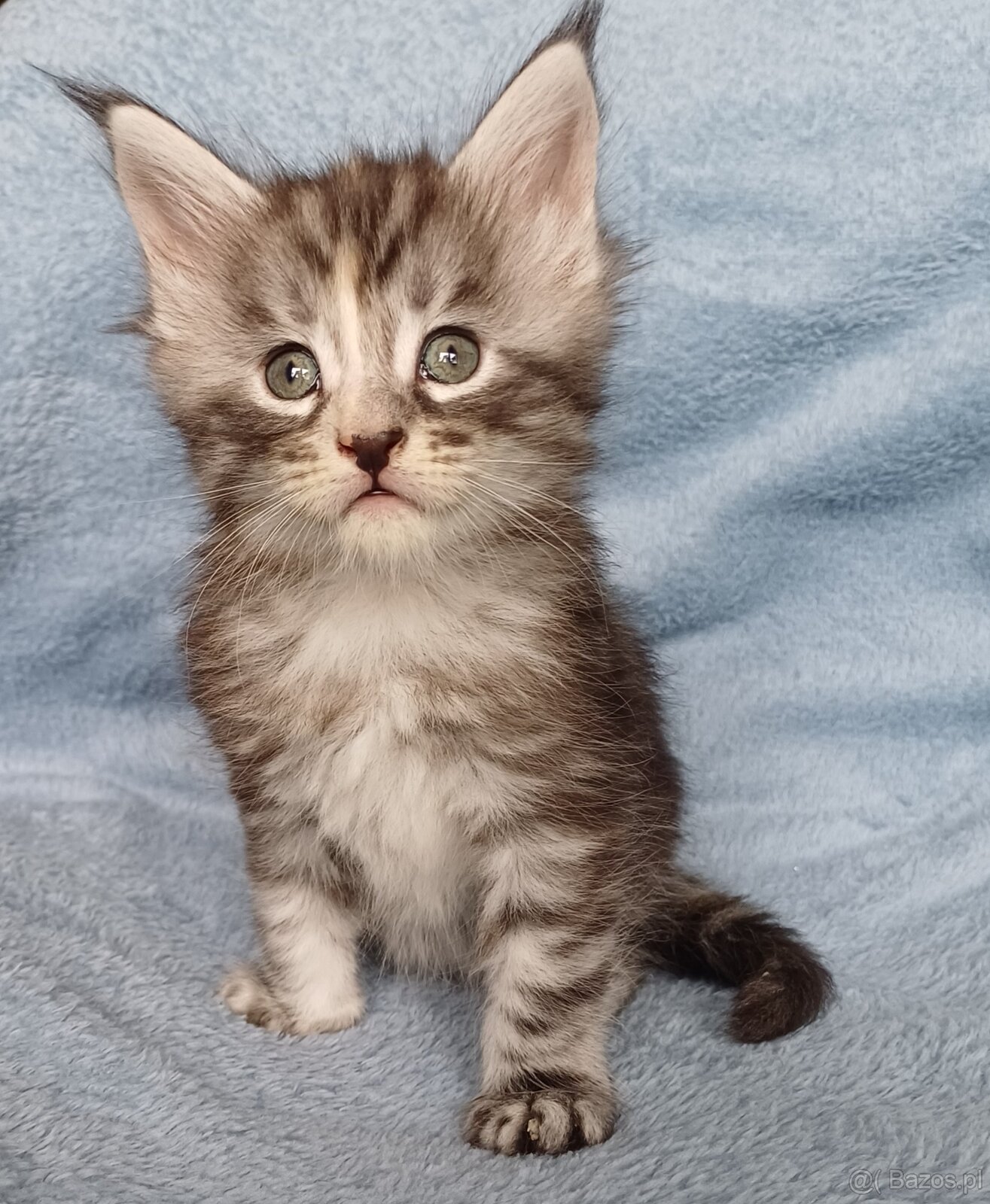 Maine Coon kotka rodowód fpl - 5