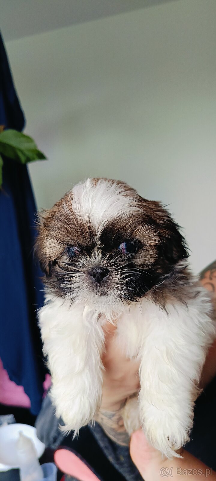 Shih tzu - 5