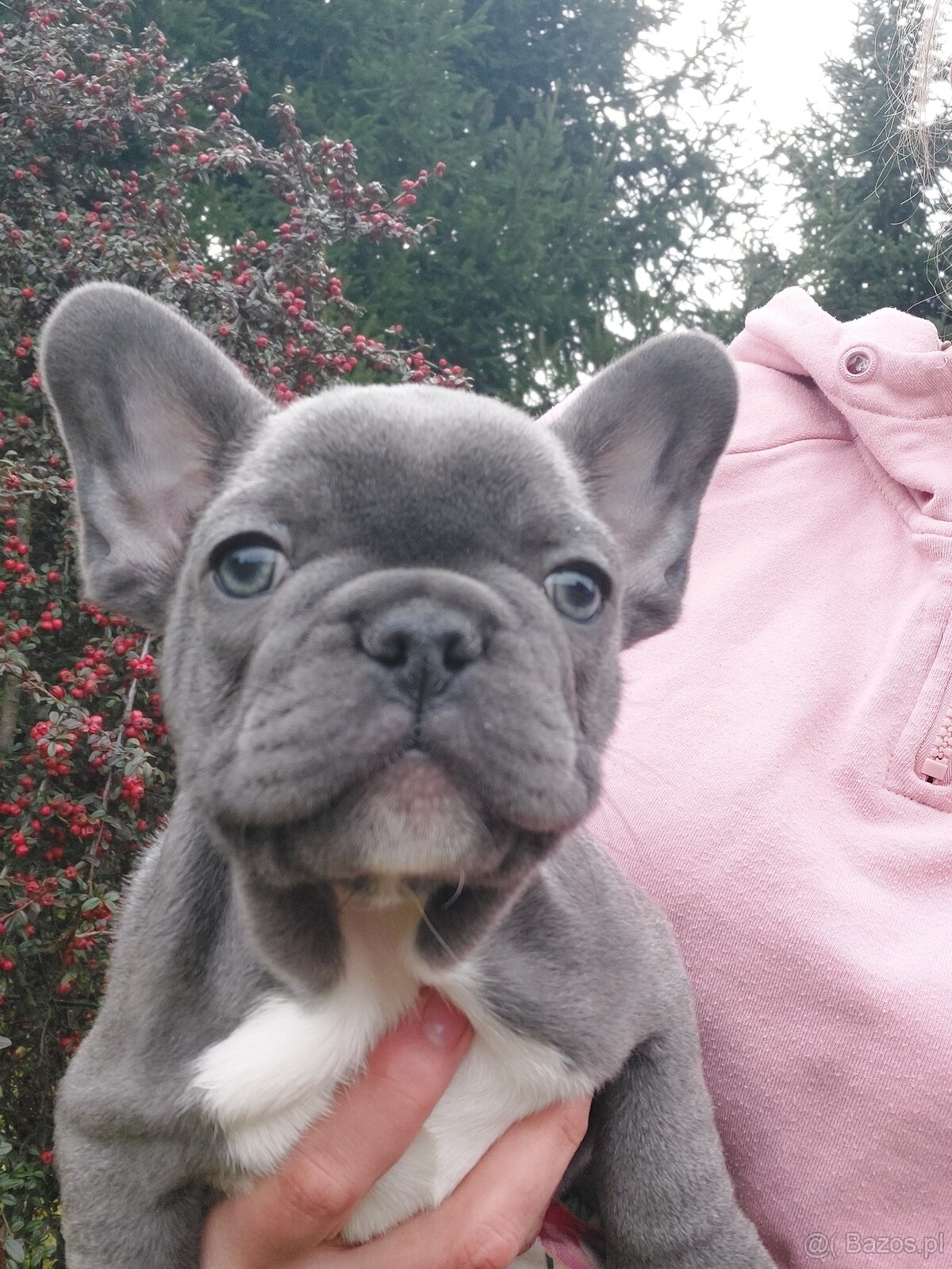 Buldog francuski suczki i pieski - 5