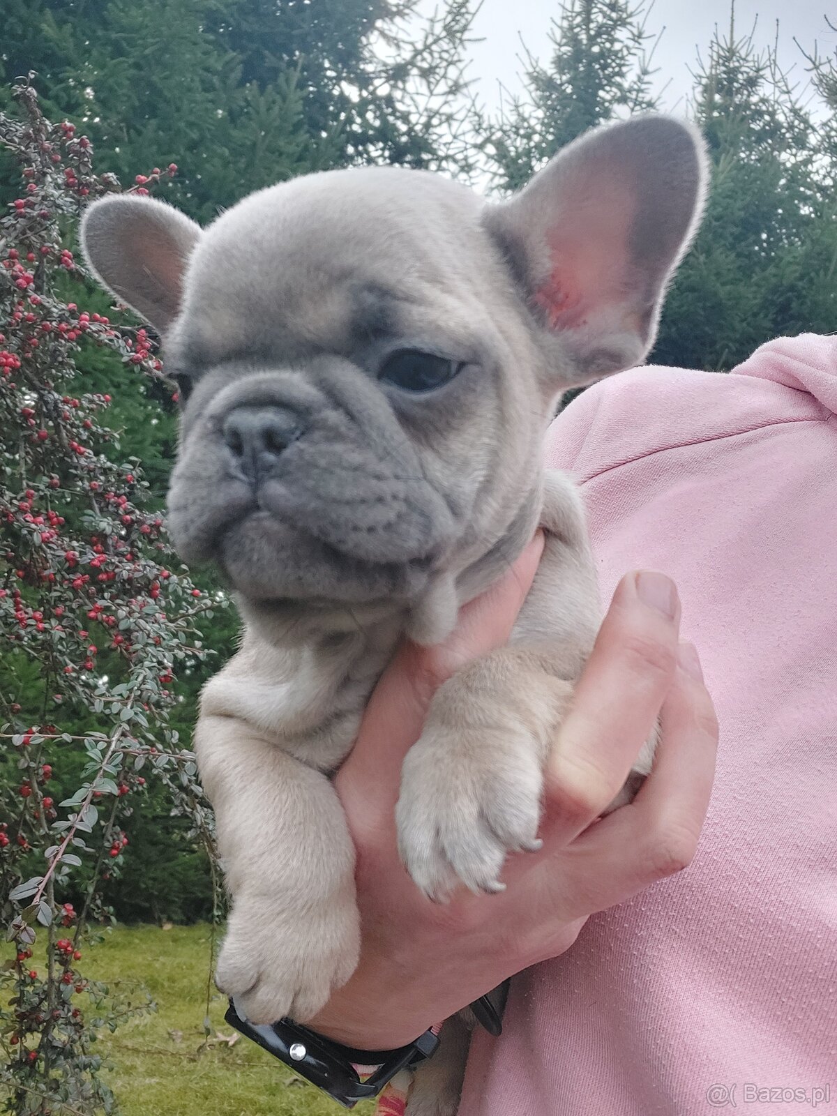 Buldog francuski suczka i piesek - 5