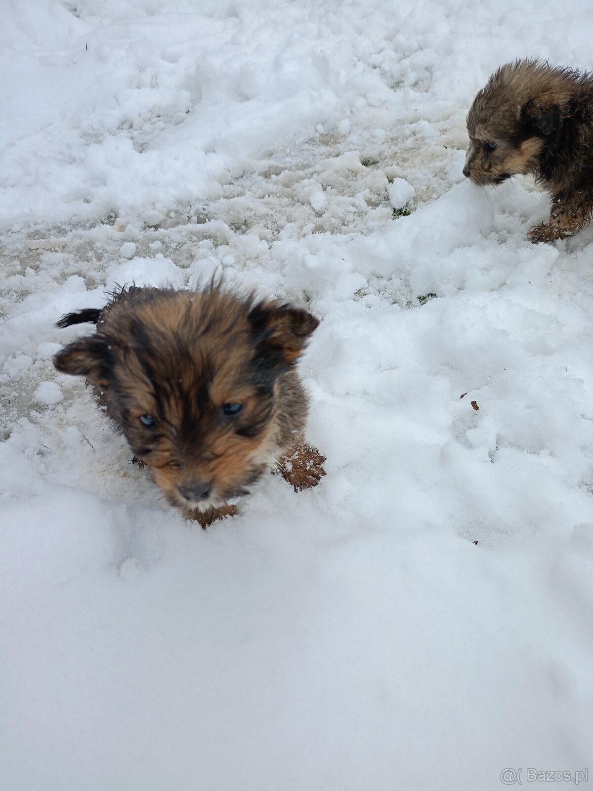 Oddam pieski w dobre ręce - 5