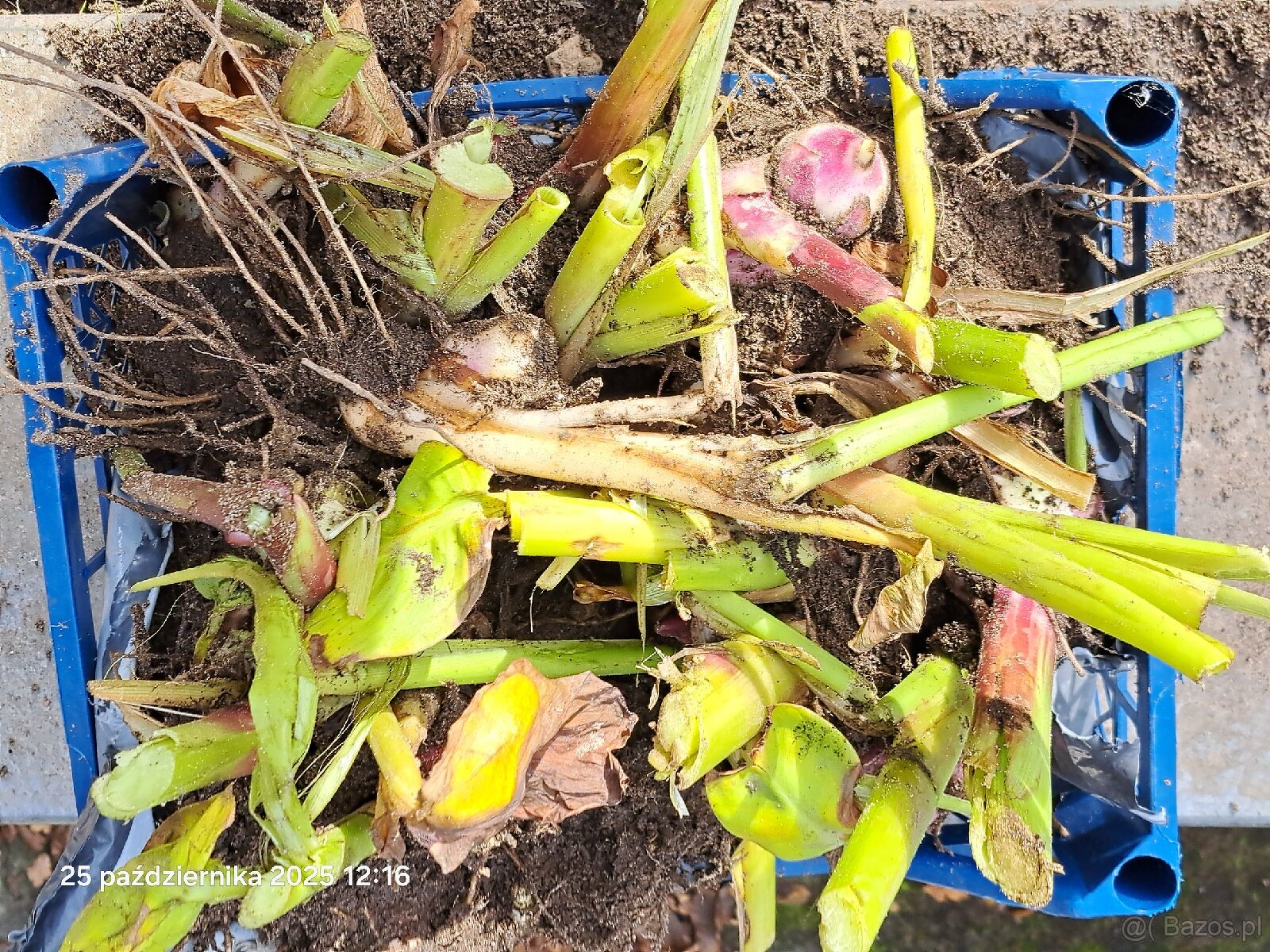 Kanny czerwone świeżo wykopane - 5