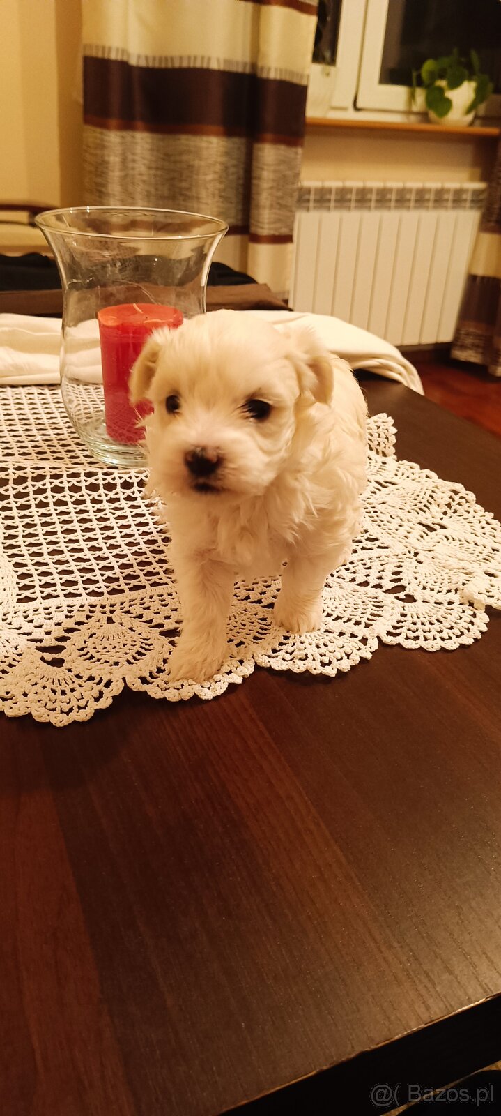 Szczeniaki maltańczyk - 5