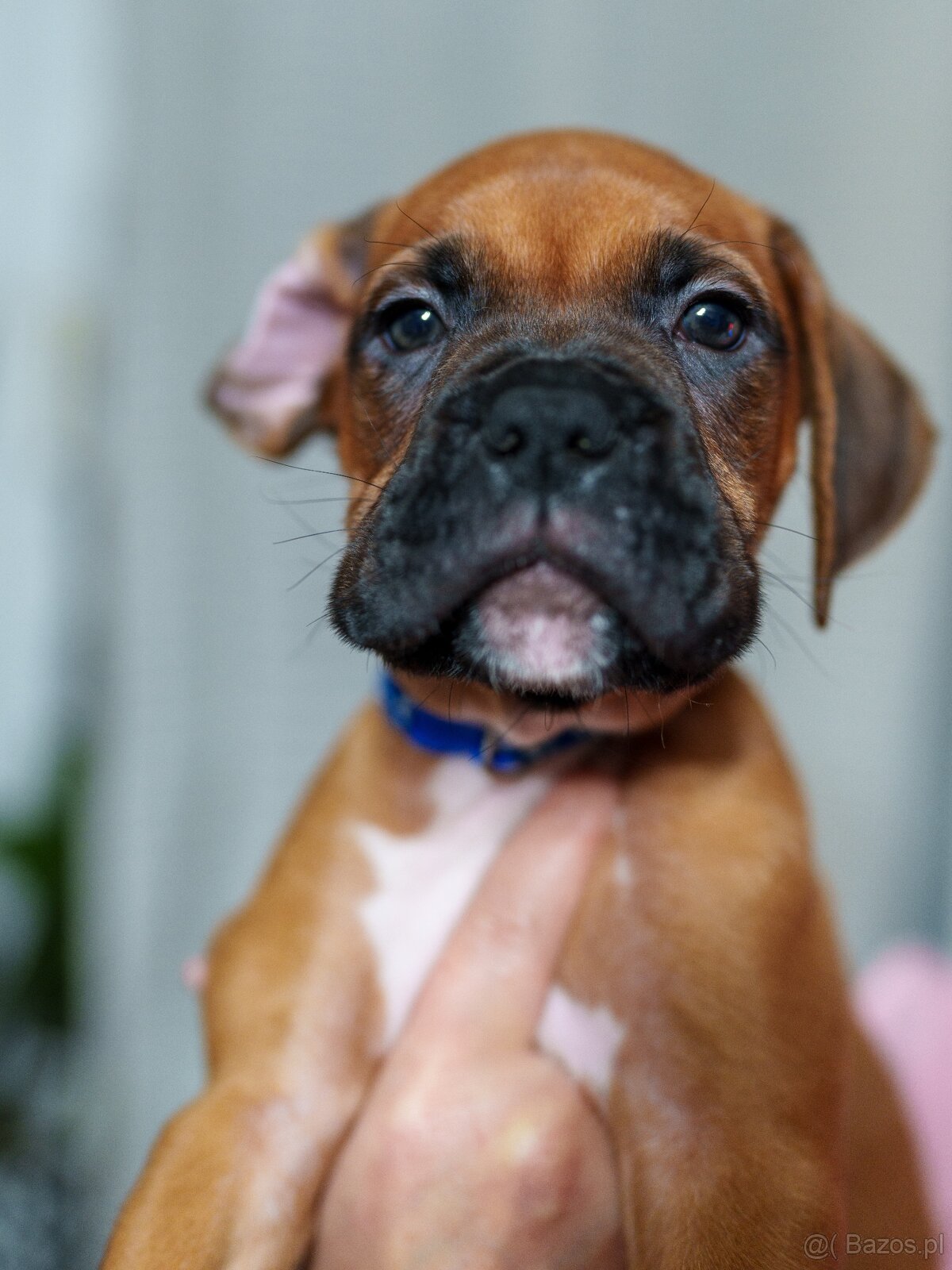 Boxer szczeniak rodowód bokser - 5