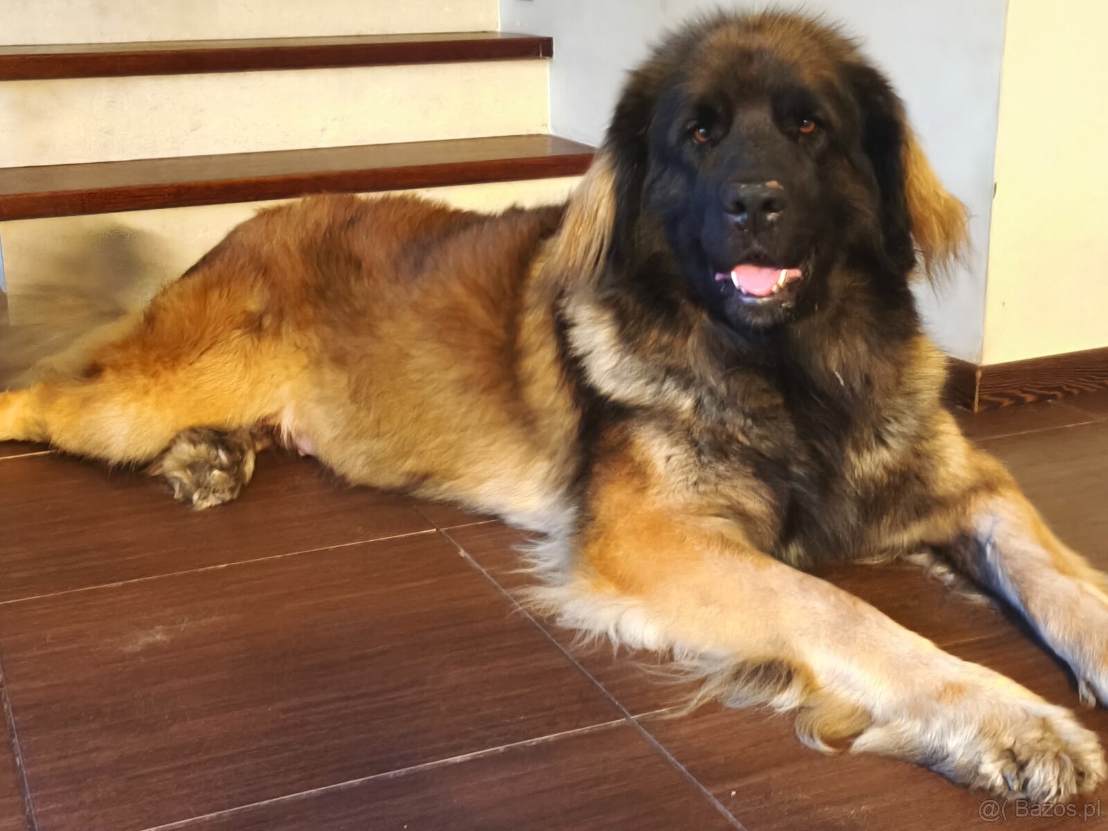 Leonberger szczeniaki - 5
