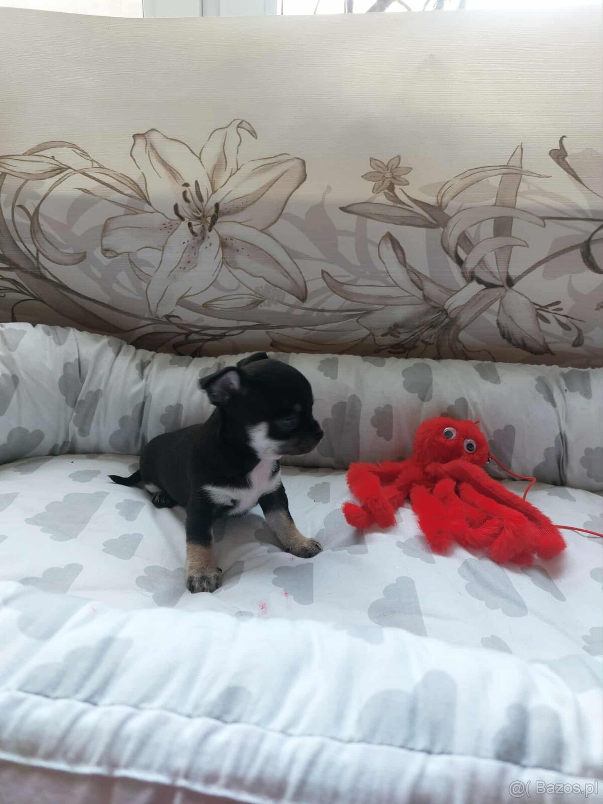 Śliczne suczki CHIHUAHUA - 5