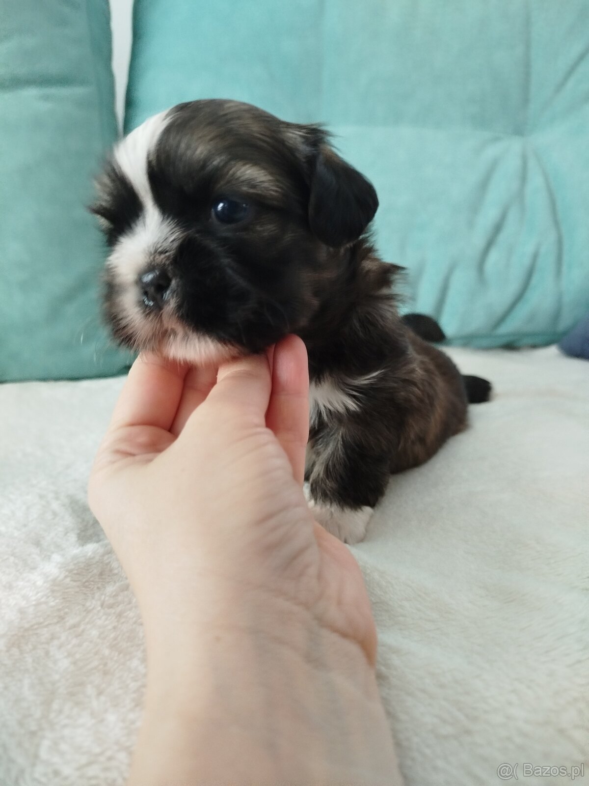 Pies rasy Shih Tzu z rodowodem - 5