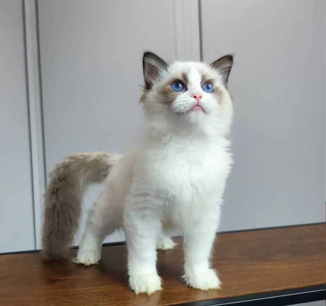 Koty rasy Ragdoll i Maine Coon gotowe na nowe domy - 5