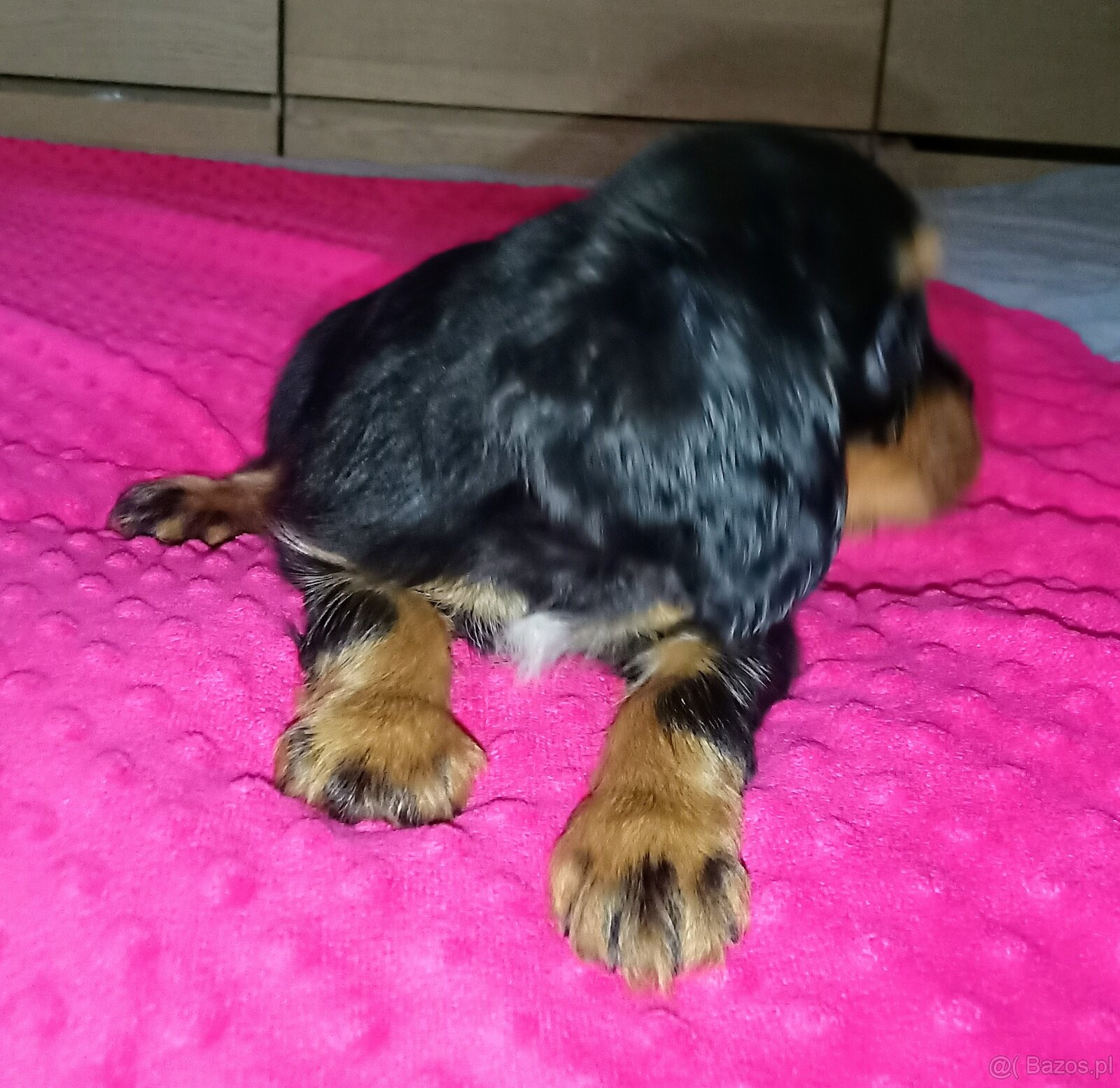 Gotowy do odbioru piesek Cavalier z rodowodem i wyprawką - 5