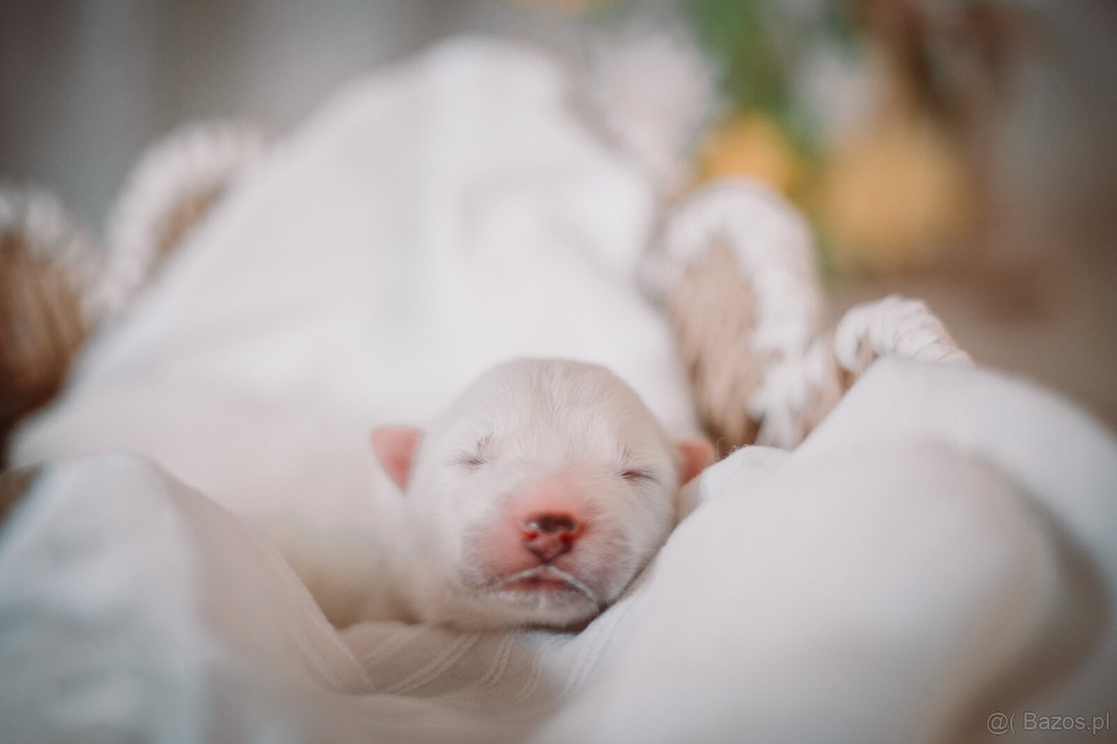 Samojed z FCI/PP – urodzone szczenięta z wyjątkowego skojarz - 5